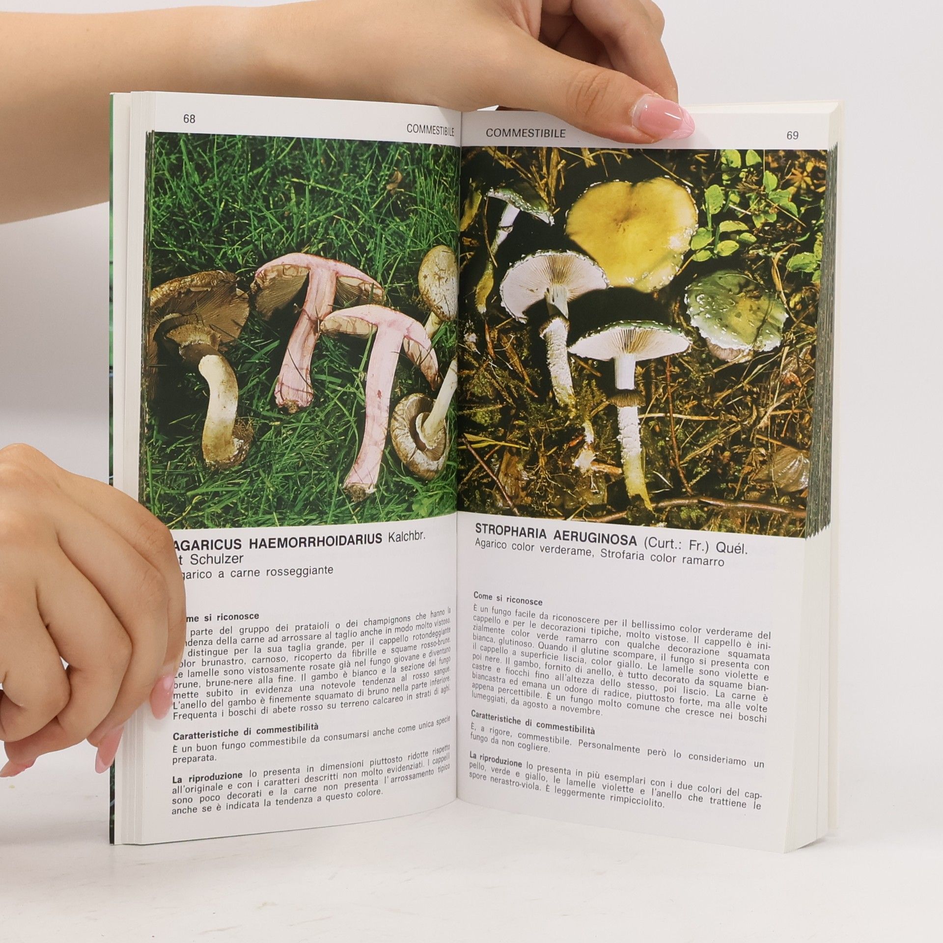 Bruno Cetto Funghi facili