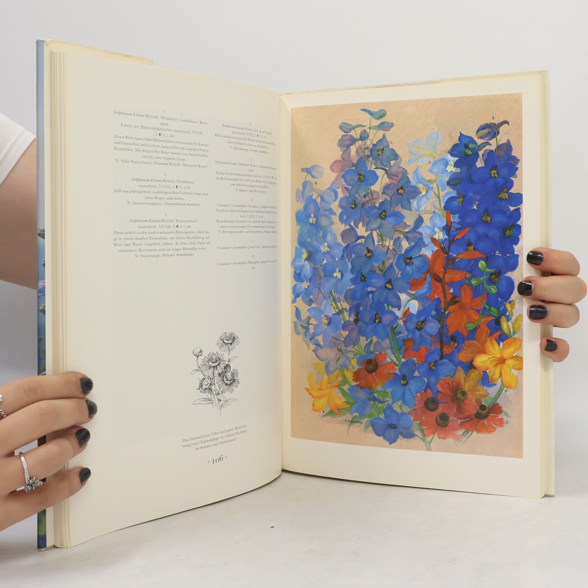 Karl Foerster Blauer Schatz der Gärten
