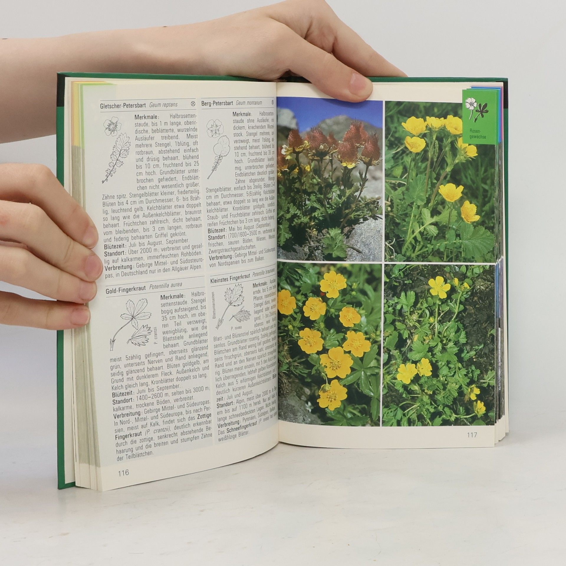 Collectif d'auteurs Alpenblumen