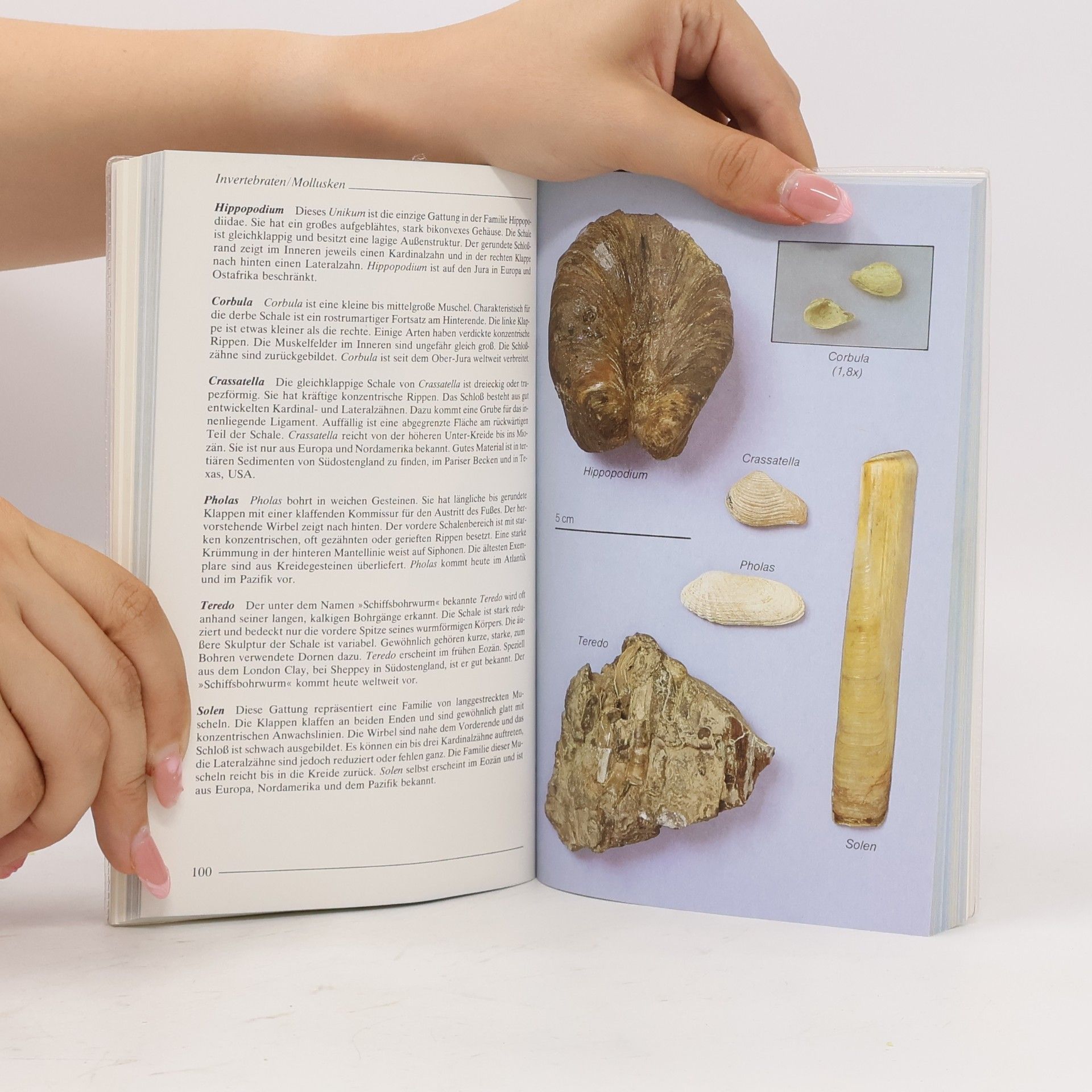Richard Moody Fossilien finden und bestimmen