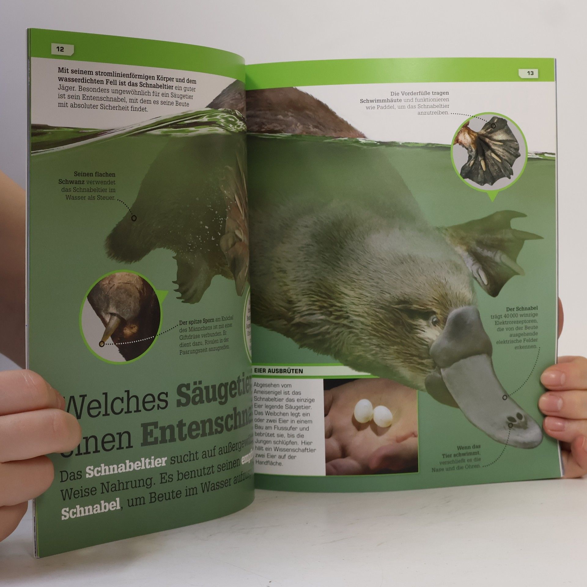 Autorenkollektiv Dinosaurier