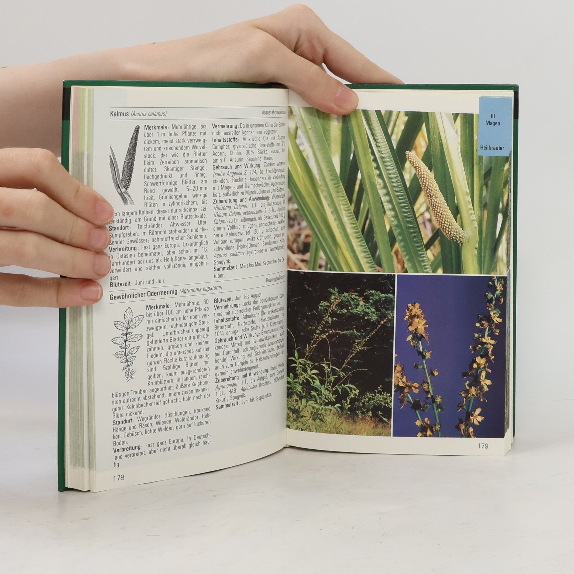 Autorenkollektiv Beeren, Wildgemüse, Heilkräuter
