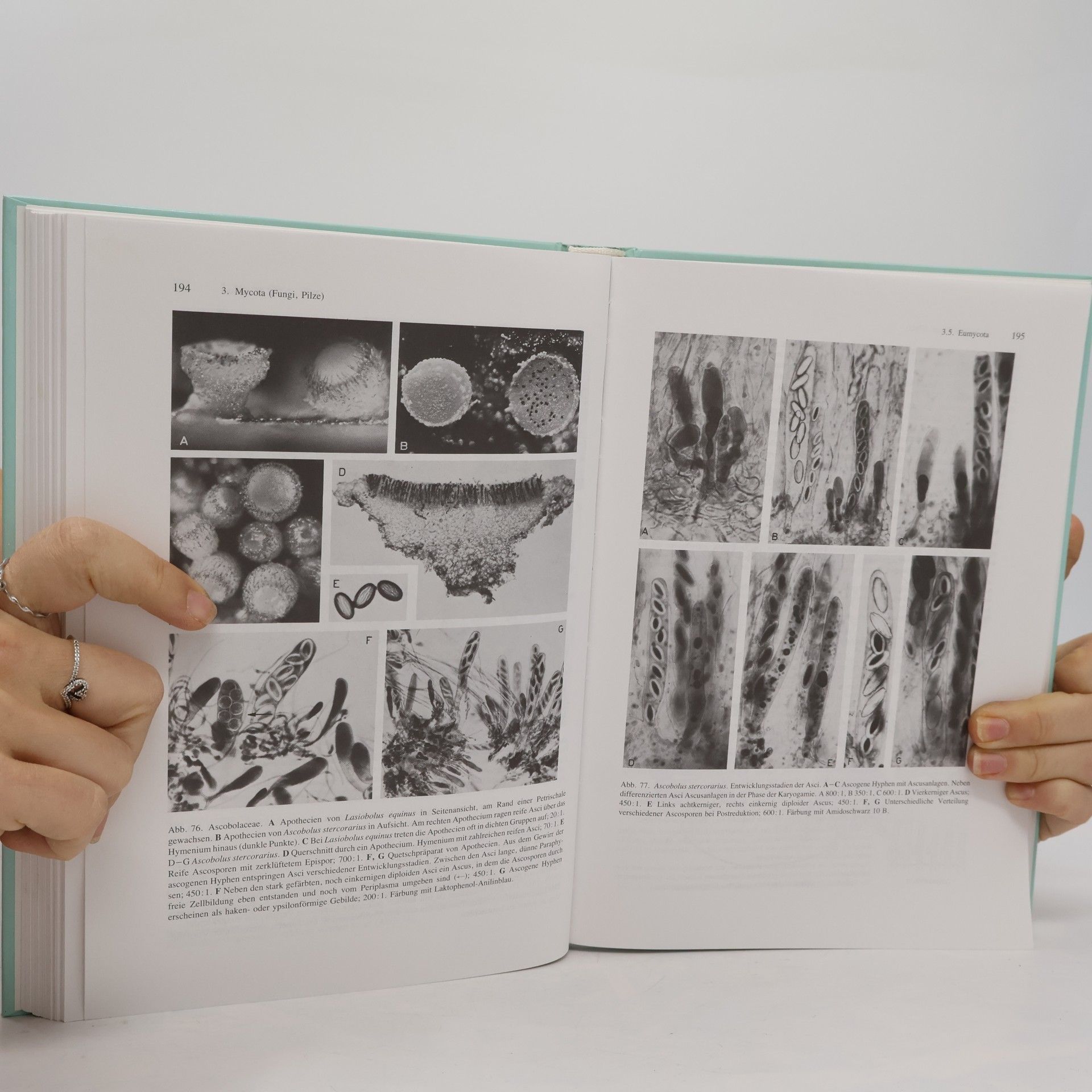 Wolfram Braune Pflanzenanatomisches Praktikum - 4. Auflage