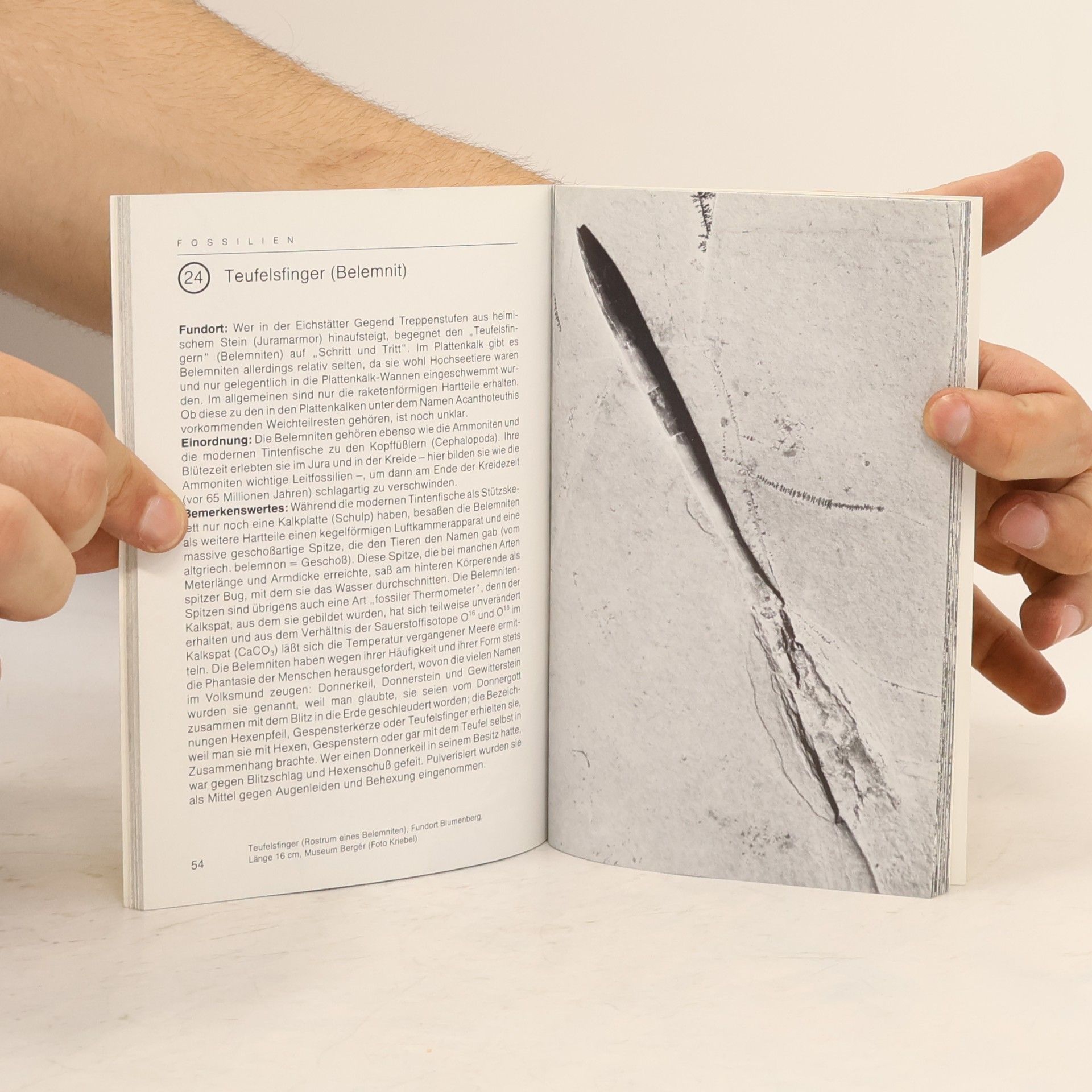 Autorenkollektiv Fossilien der Altmühlalb