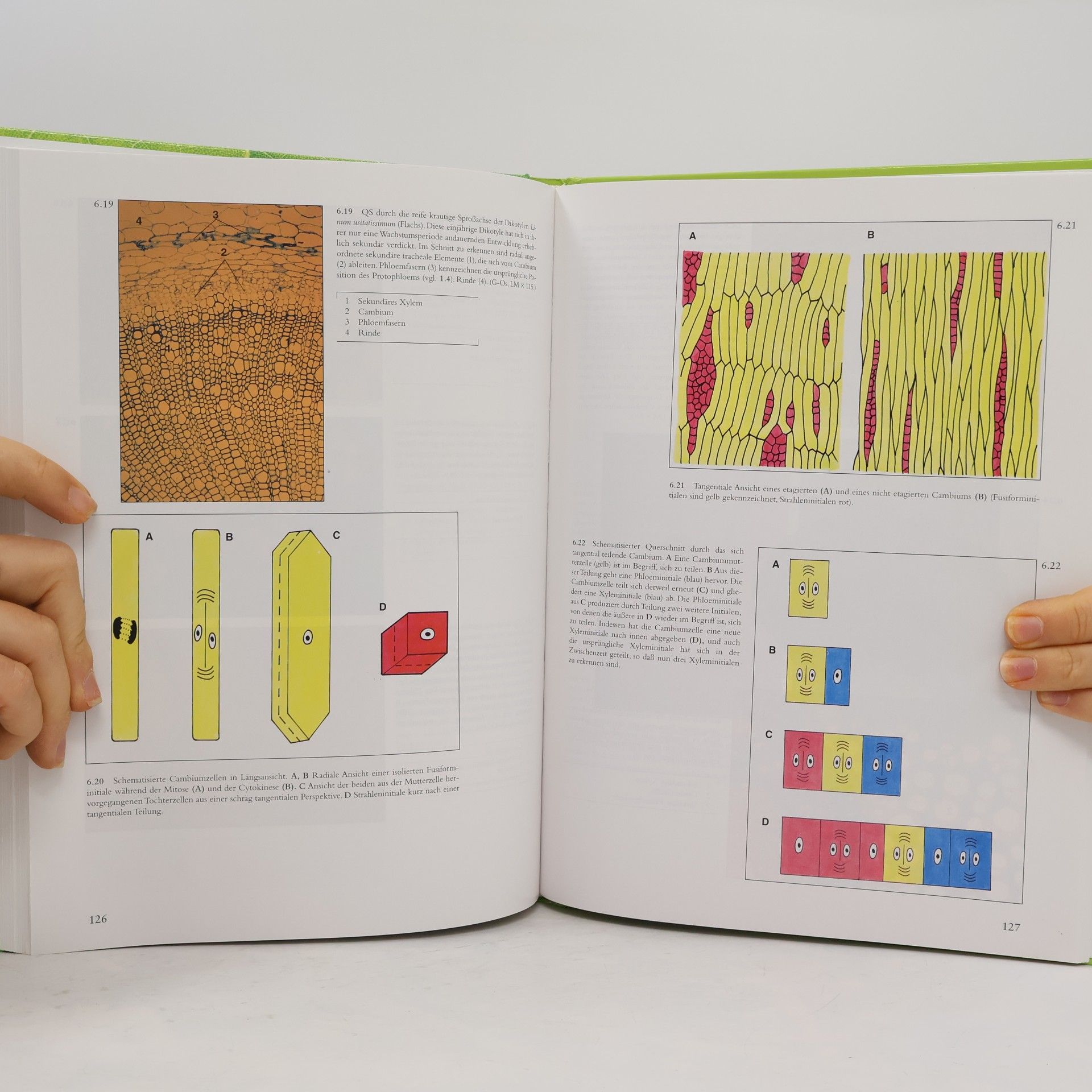 Bryan G. Bowes Farbatlas Pflanzenanatomie
