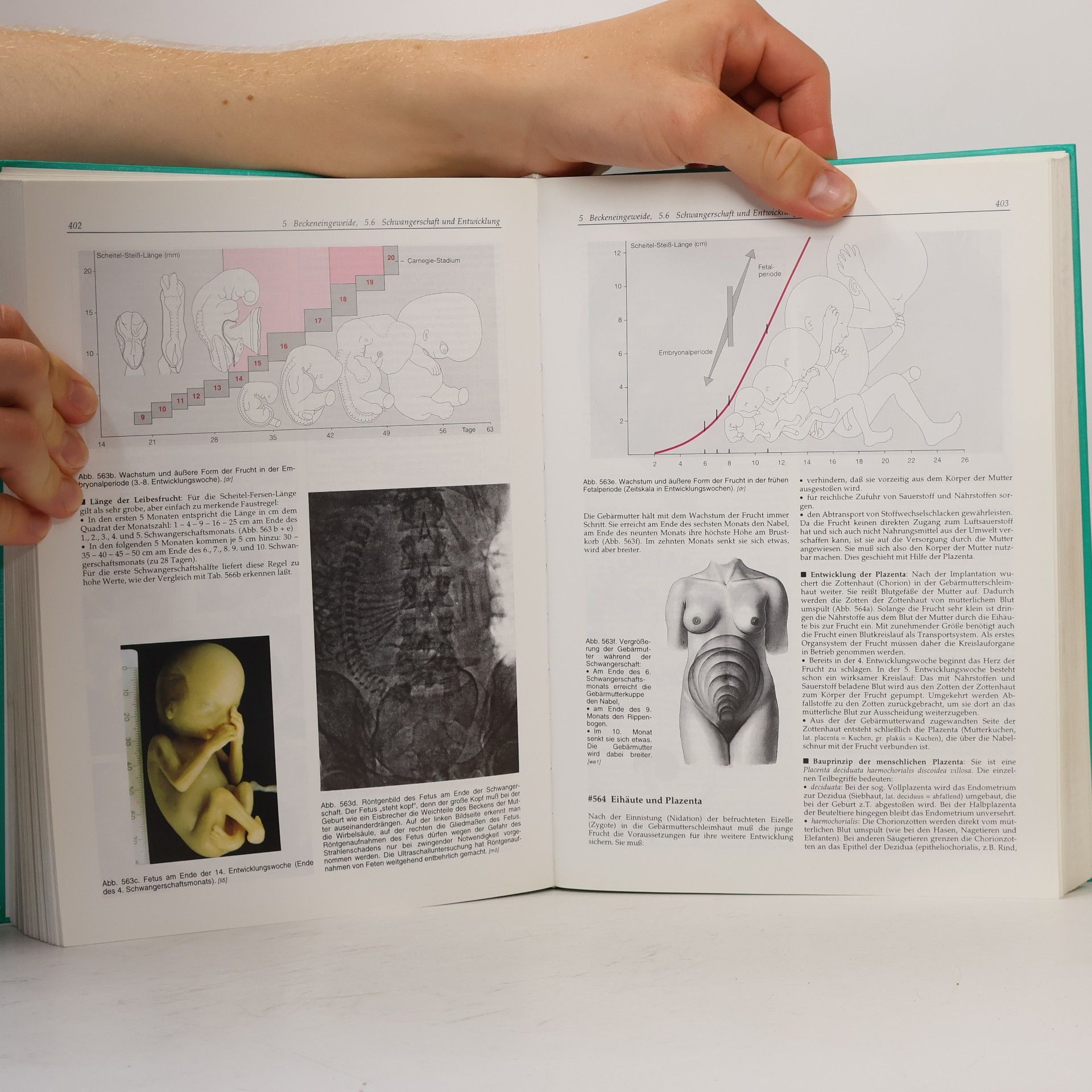 Herbert Lippert Lehrbuch Anatomie
