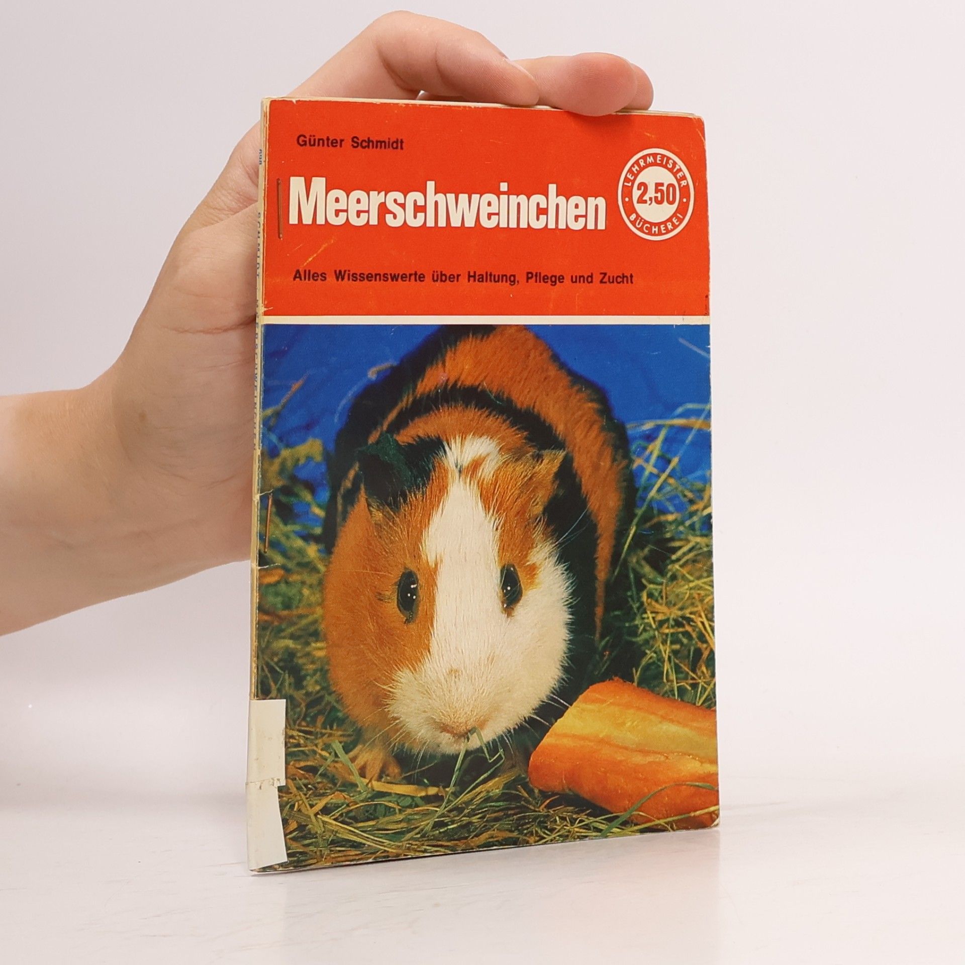 Günter Schmidt Meerschweinchen