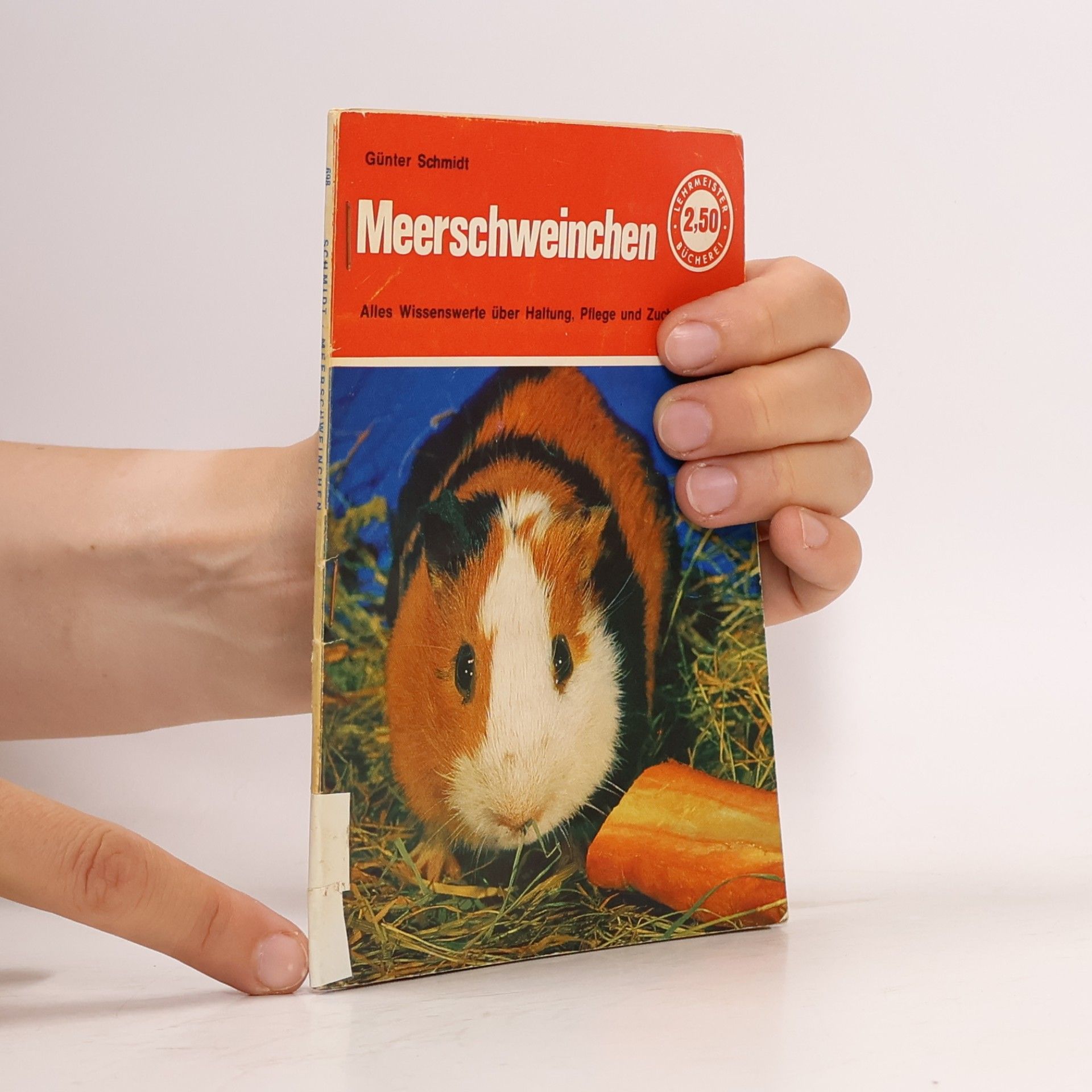 Günter Schmidt Meerschweinchen