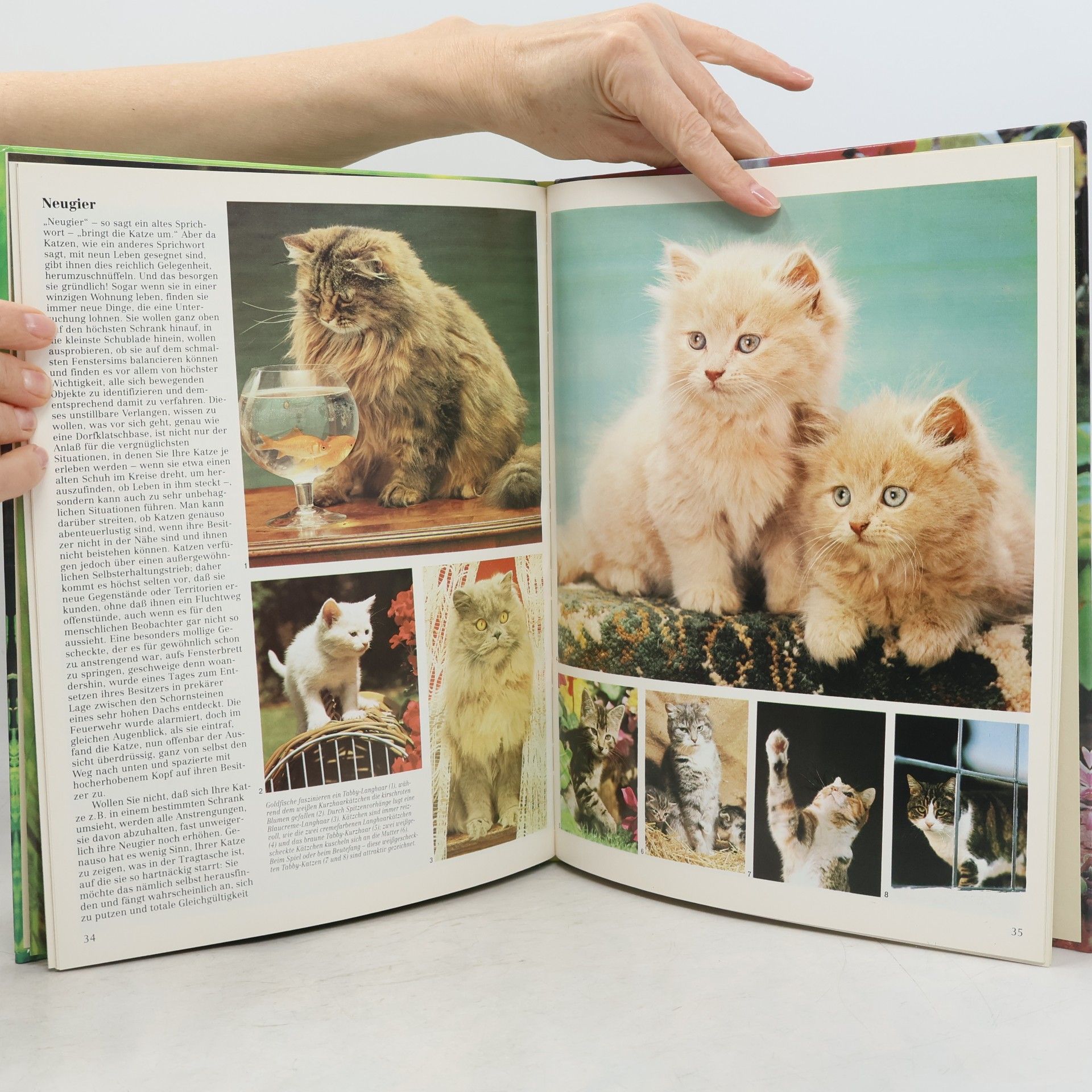 Autorenkollektiv Die Welt der Katzen