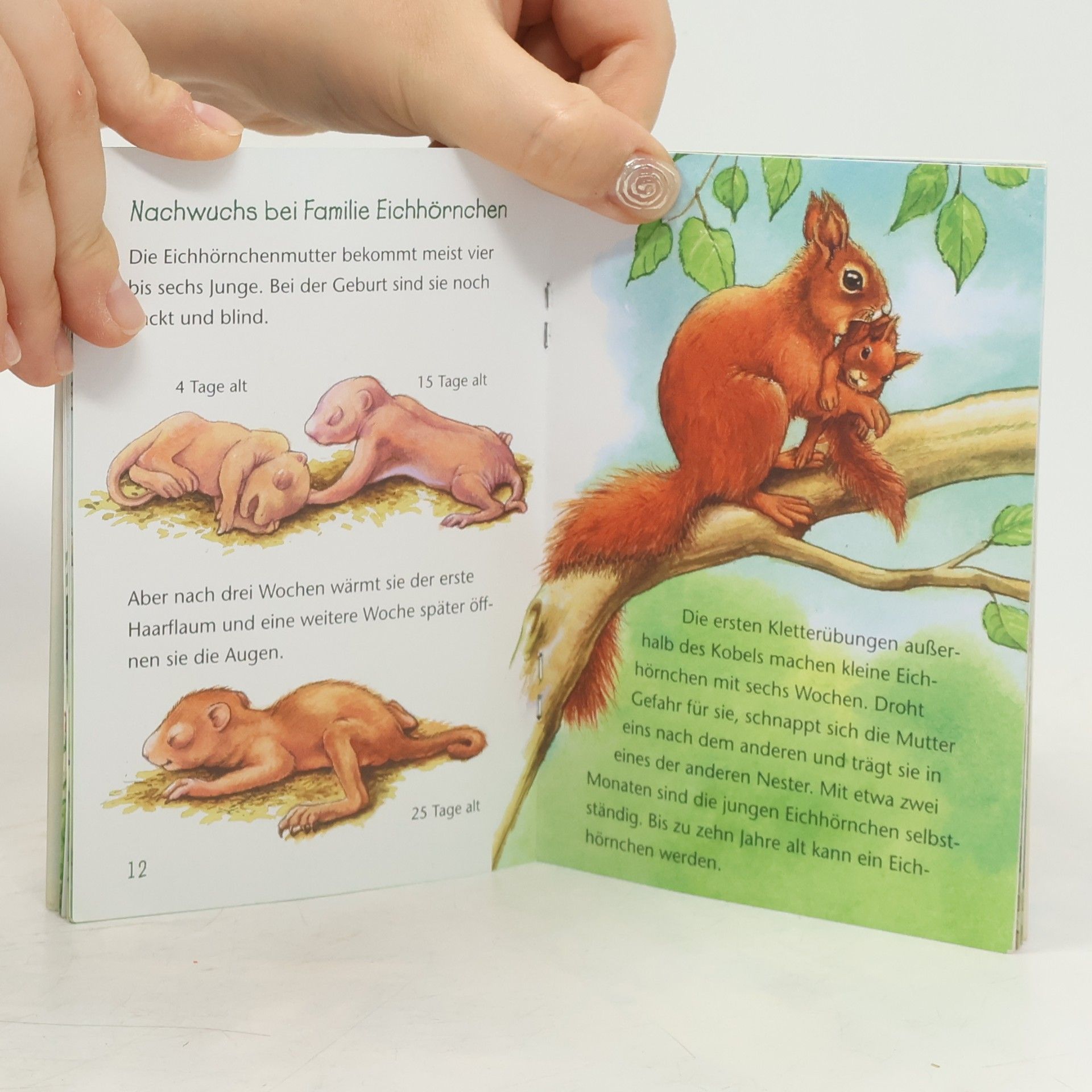 Autorenkollektiv Eichhörnchen