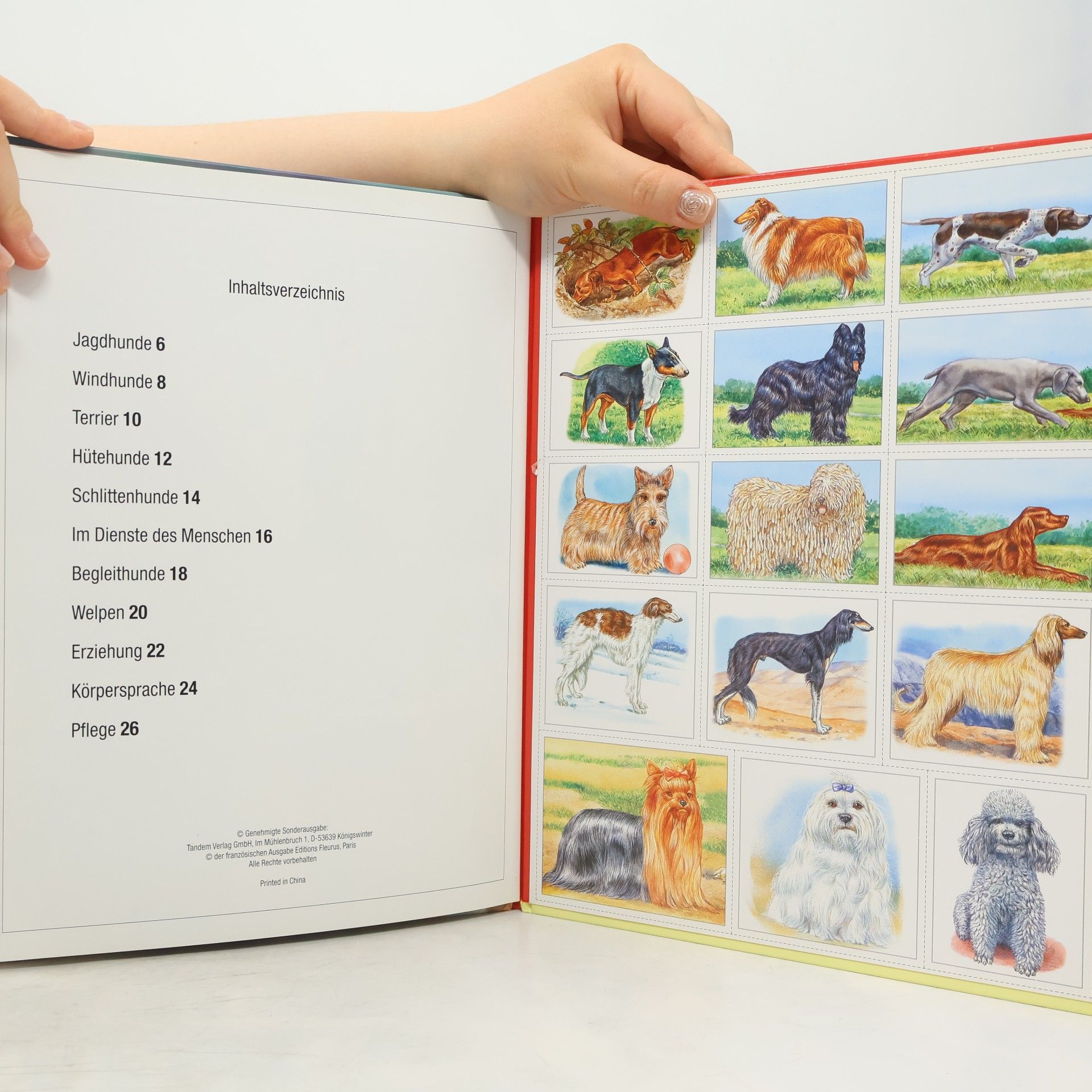 Autorenkollektiv Bunte Wissenswelt für Kinder: Hunde