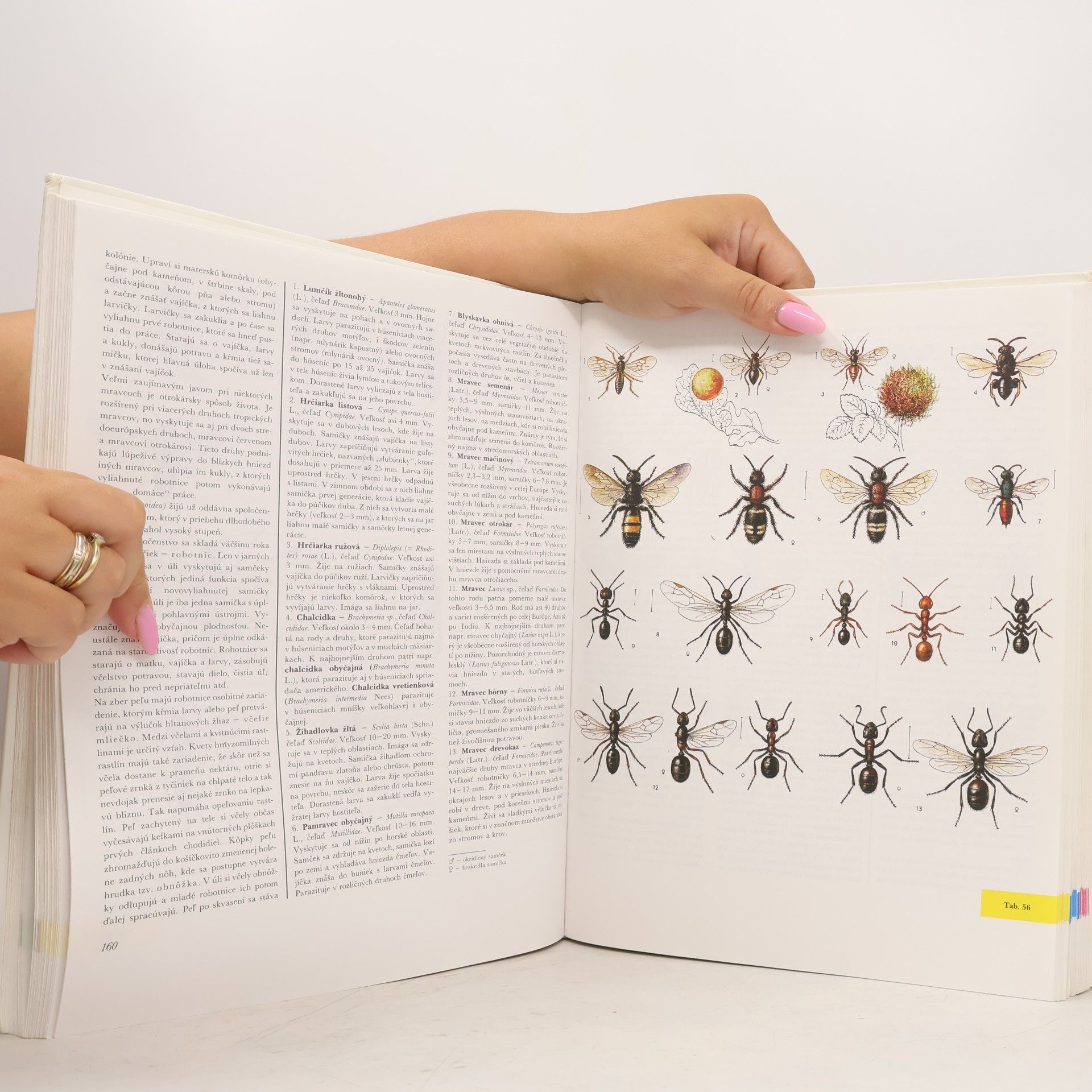 Autores varios Veľká kniha živočíchov
