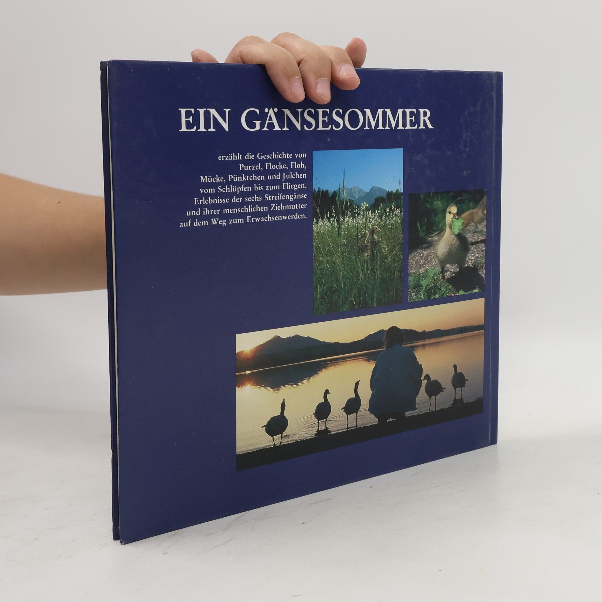 Angelika Höfer Ein Gänsesommer