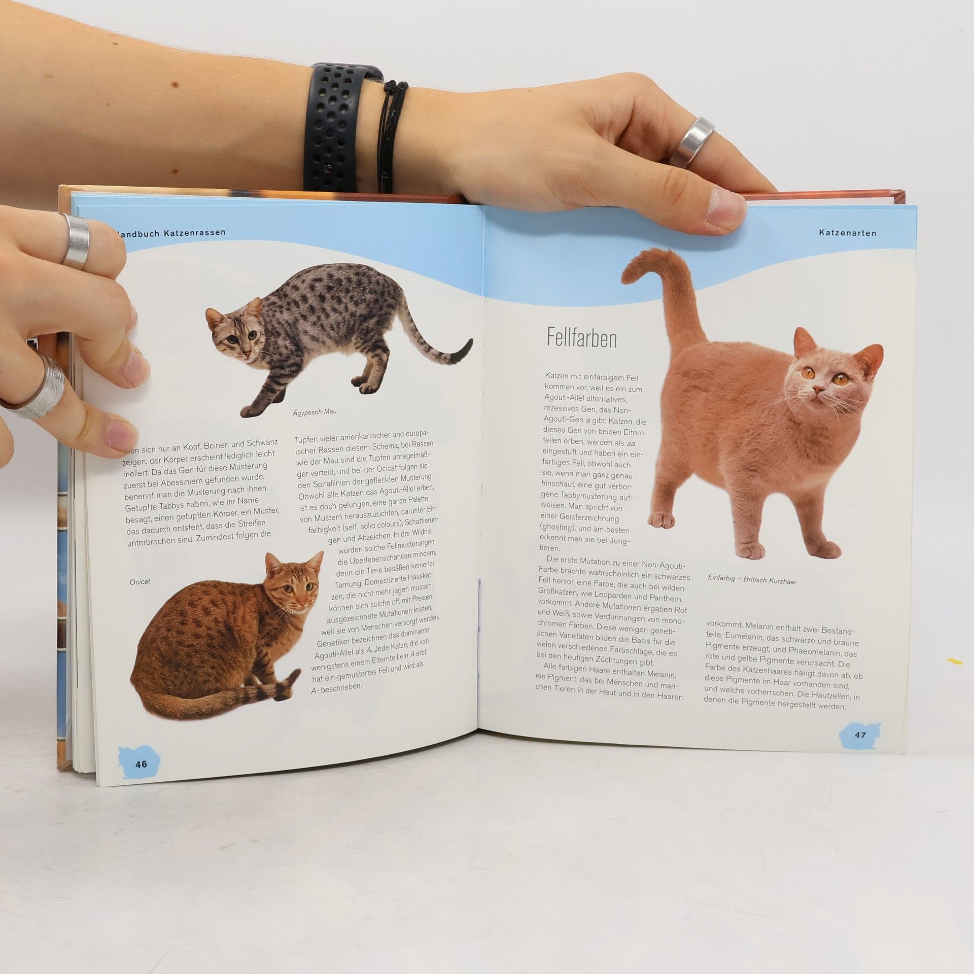 Maria Constantino Handbuch Katzenrassen