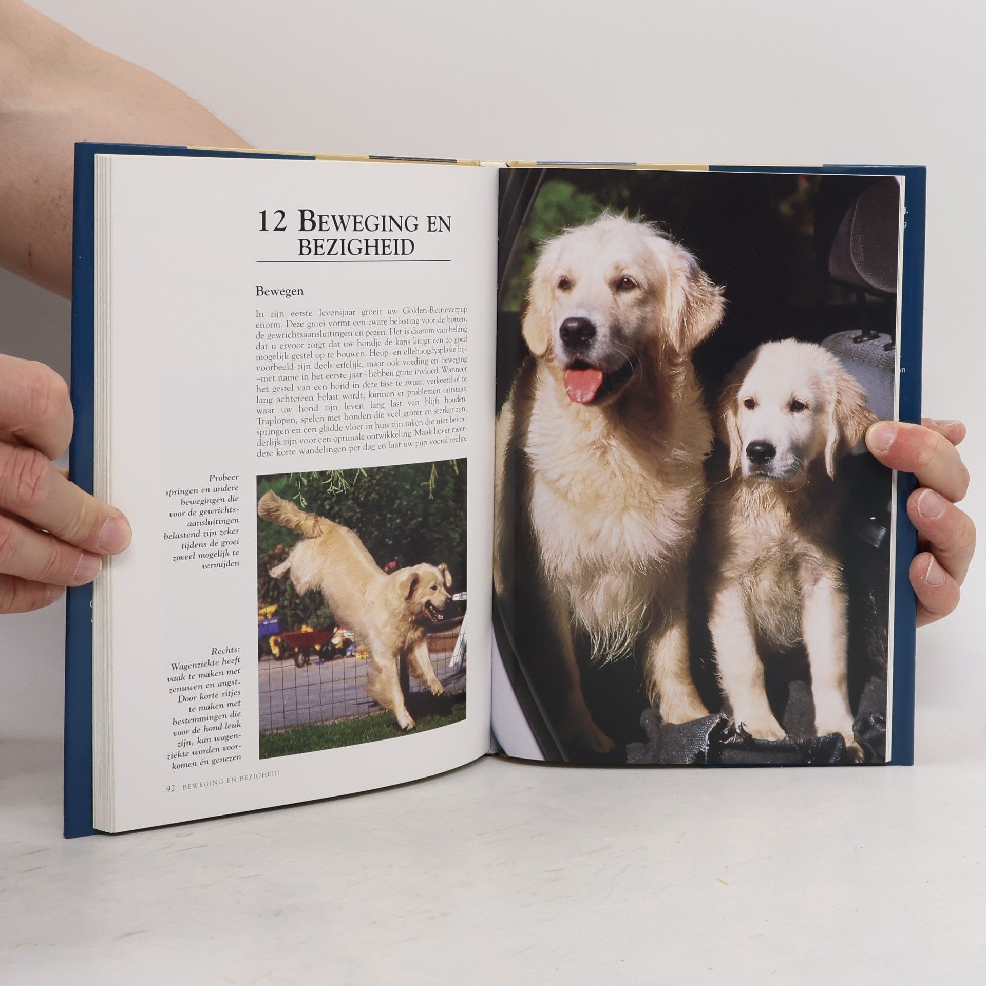 Esther Verhoef-Verhallen Golden Retriever