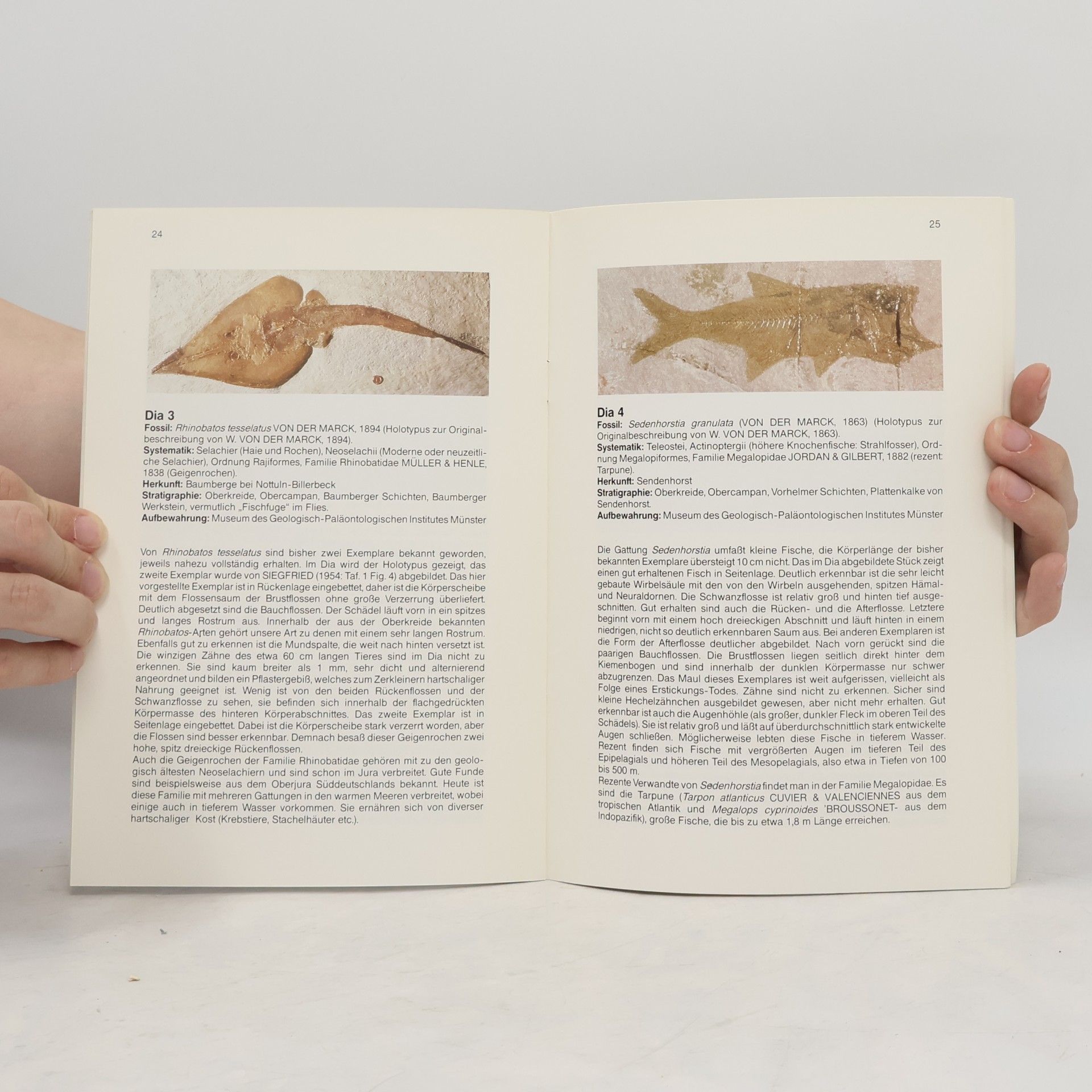 Autorenkollektiv Fische aus der Westfälischen Oberkreide