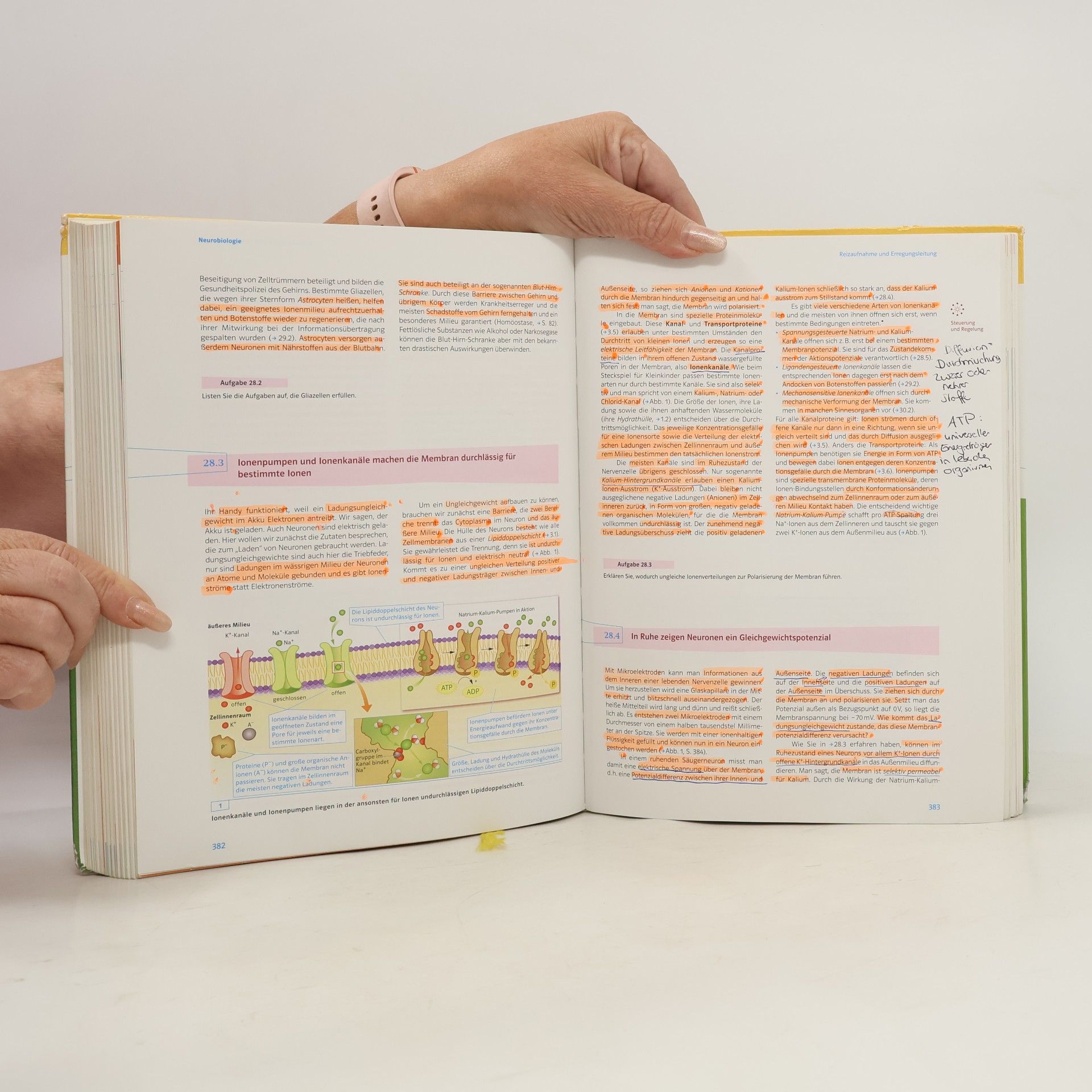 Autorenkollektiv Markl Biologie : Oberstufe