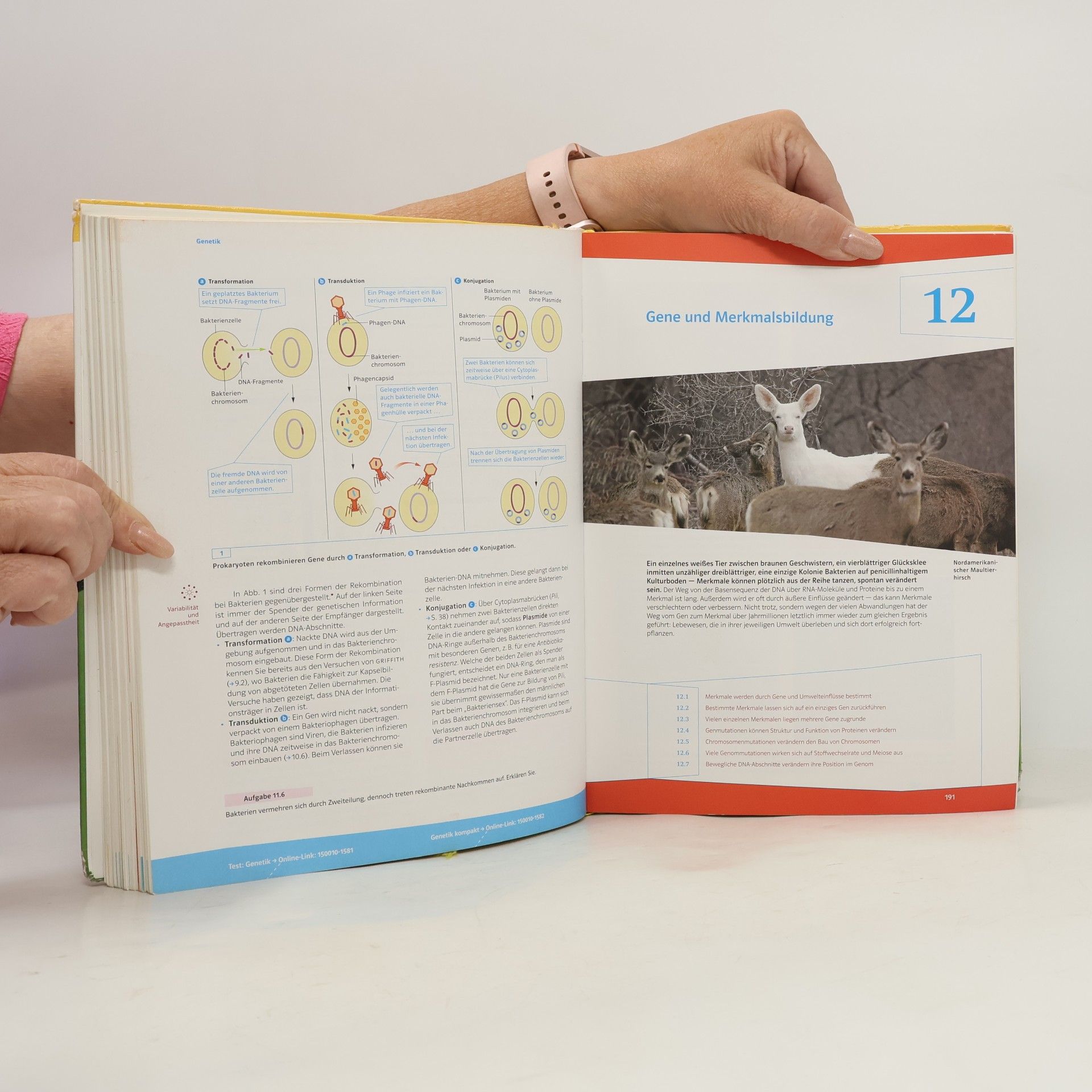 Autorenkollektiv Markl Biologie : Oberstufe