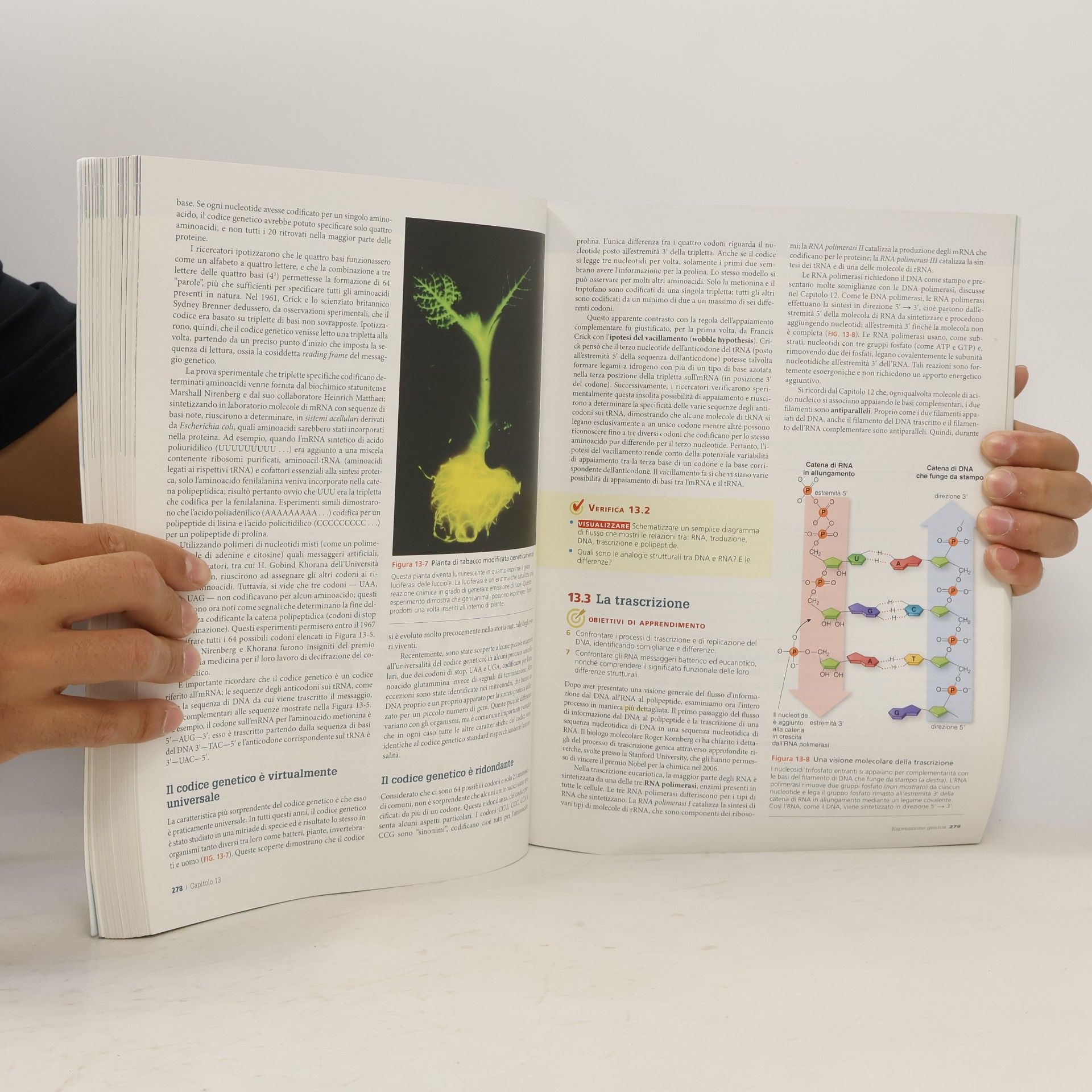 Eldra Pearl Solomon Fondamenti di biologia