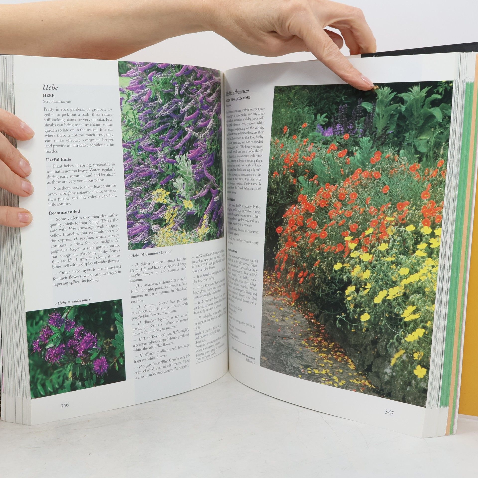 Anita Pereire Cassell's Encyclopedia of Gardening