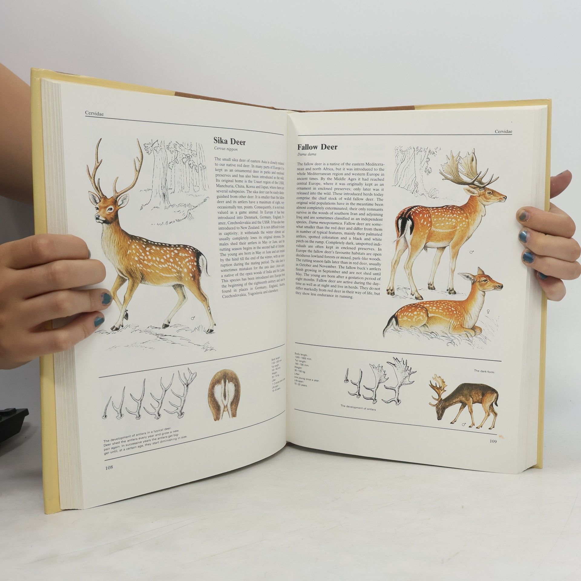 Jana Horáčková The Illustrated Book of Animal Life