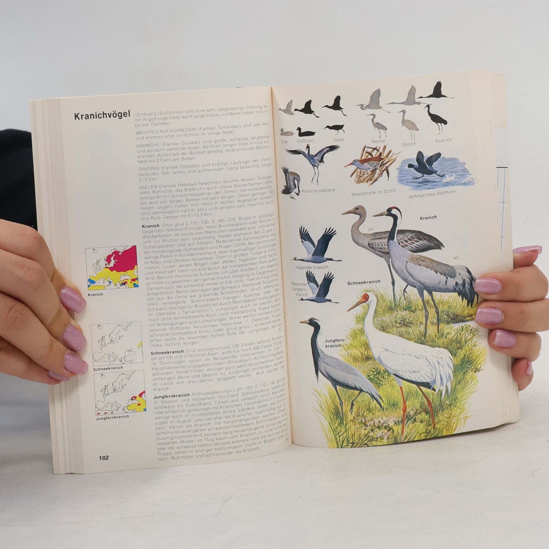 Autorenkollektiv Das Kosmos-Vogelführer