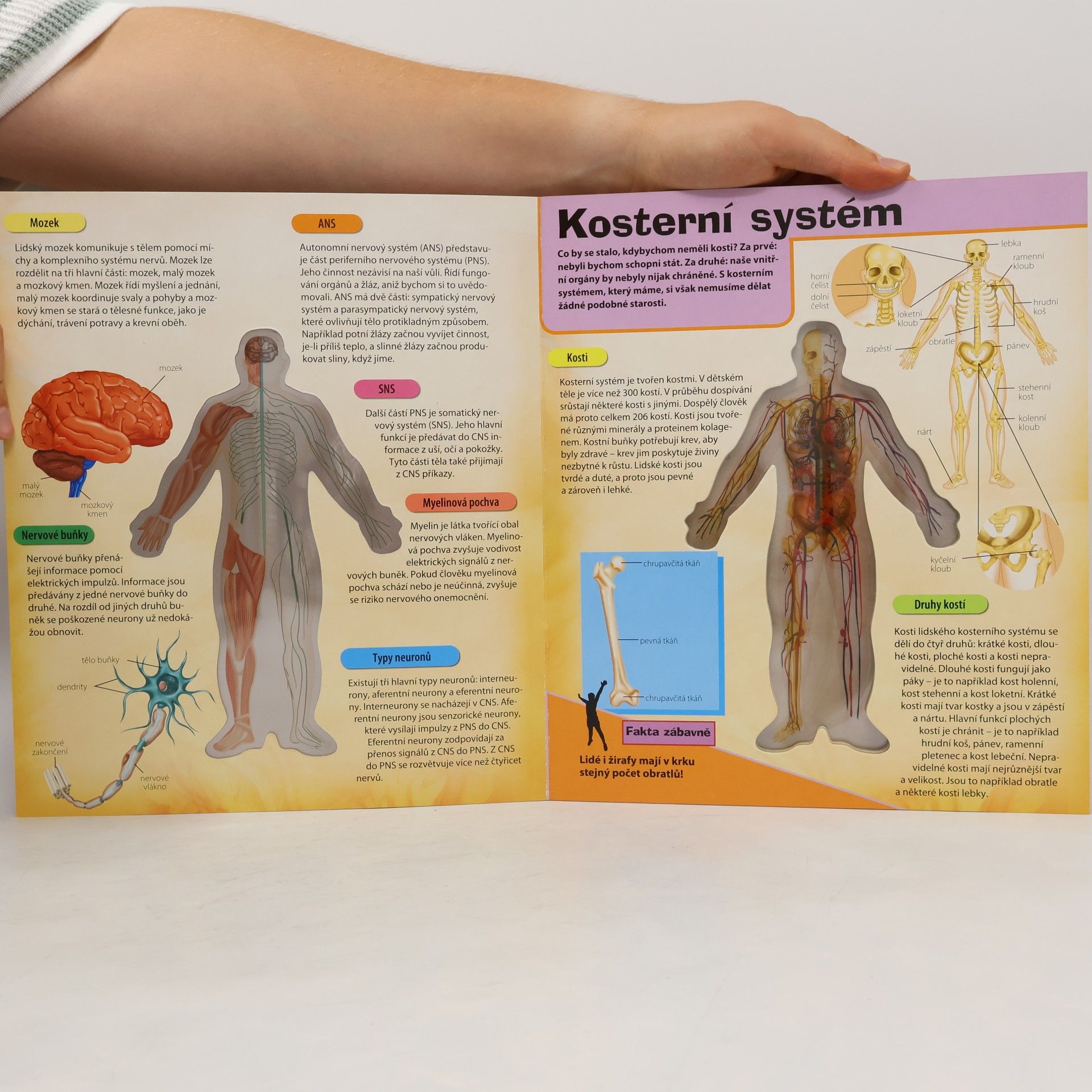 Jaroslav Kučera 3D lidské tělo