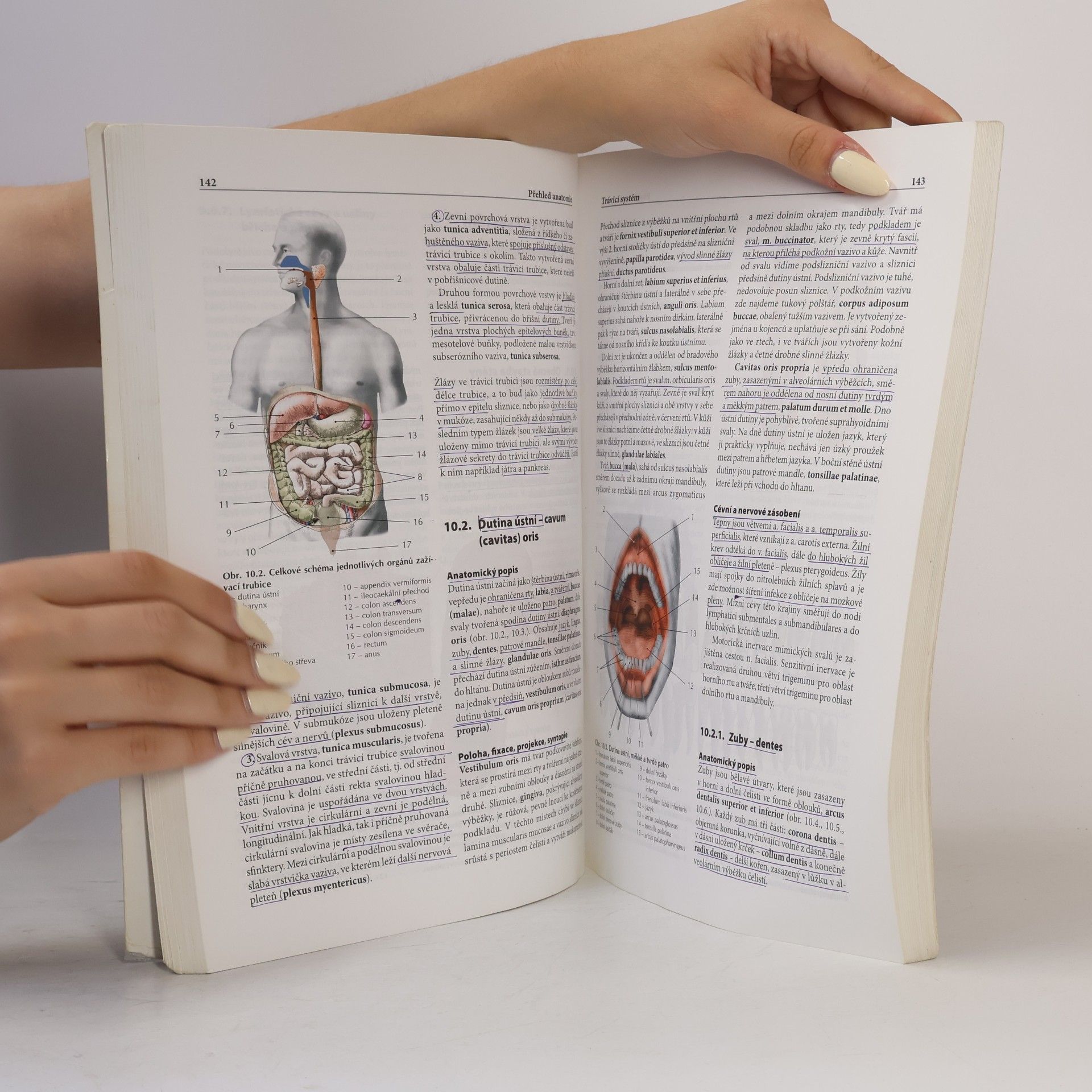 Kolektiv autorů Přehled anatomie