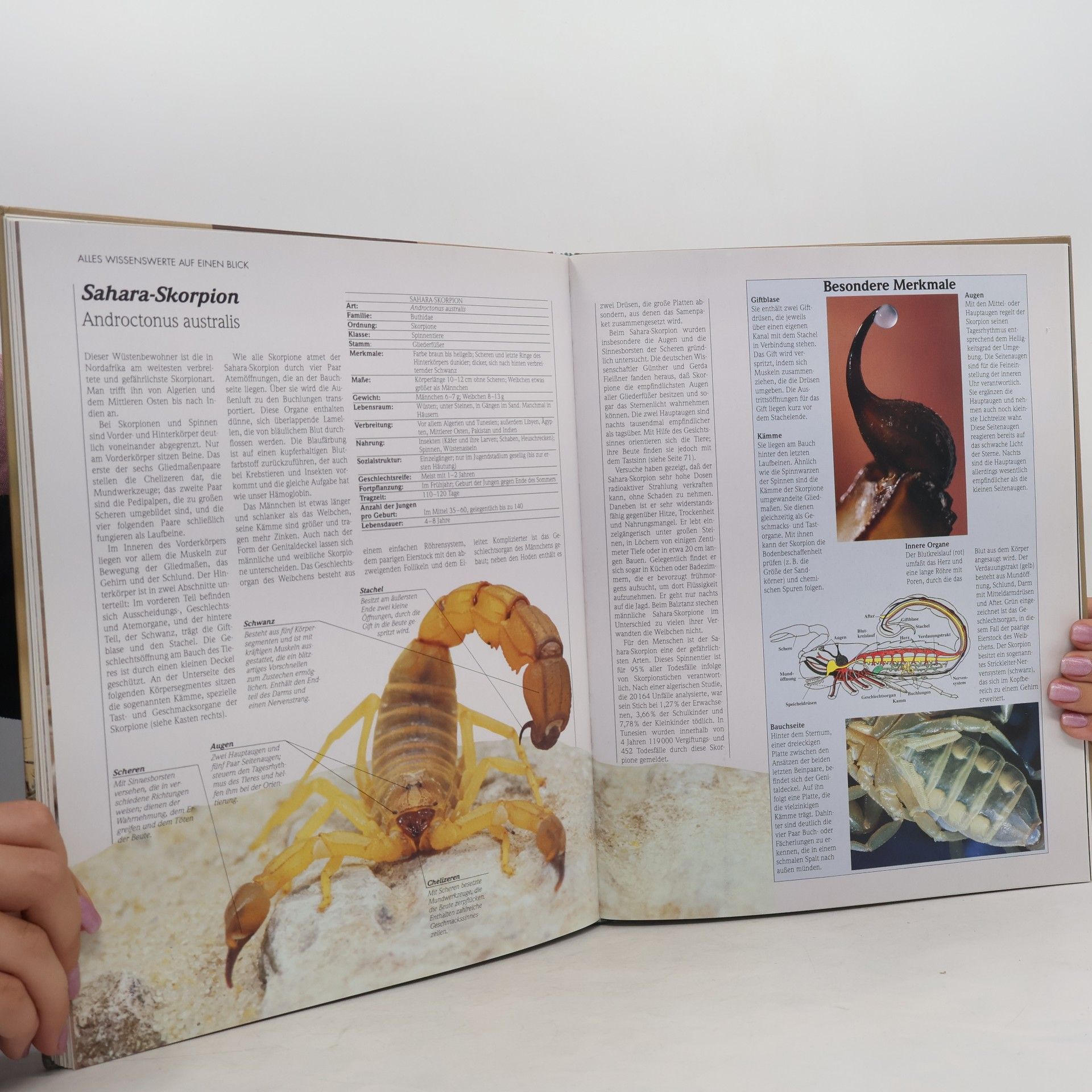 Autorenkollektiv Lebendige Wildnis - Tiere der Wüste und Halbwüste