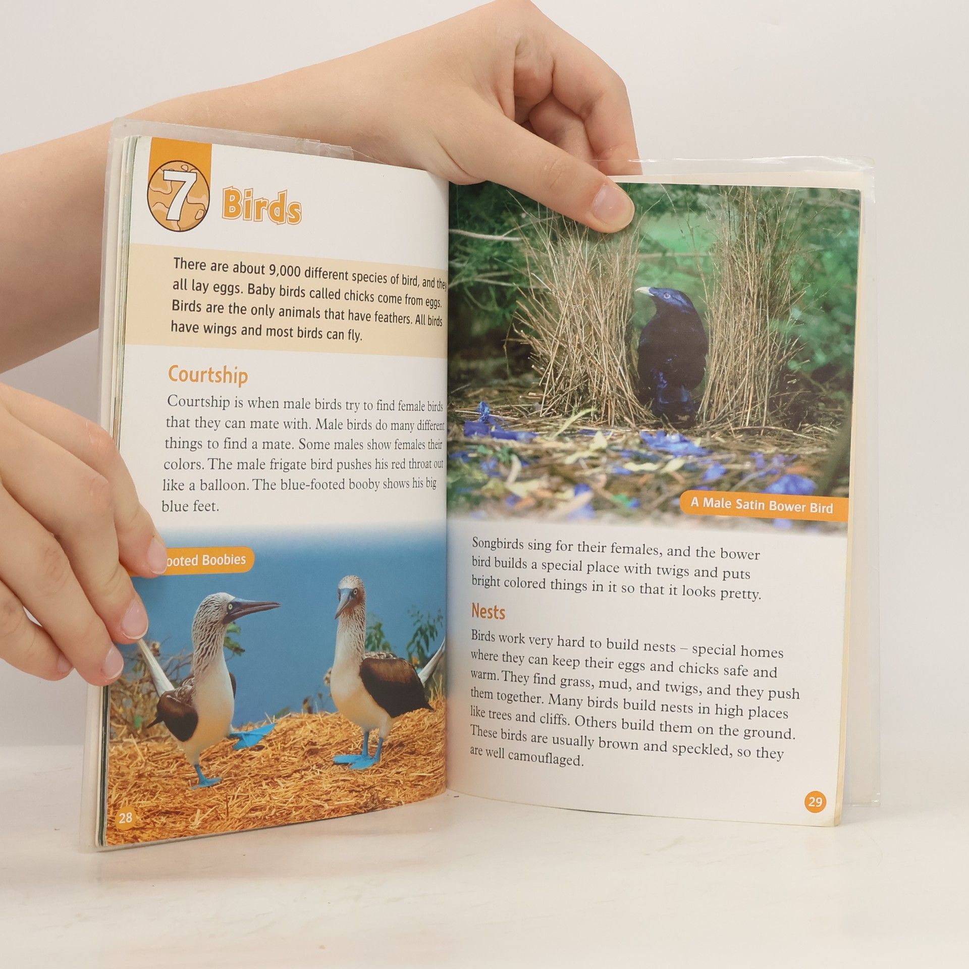 Rachel Bladon Oxford Read and Discover 5. Animal Life Cycles