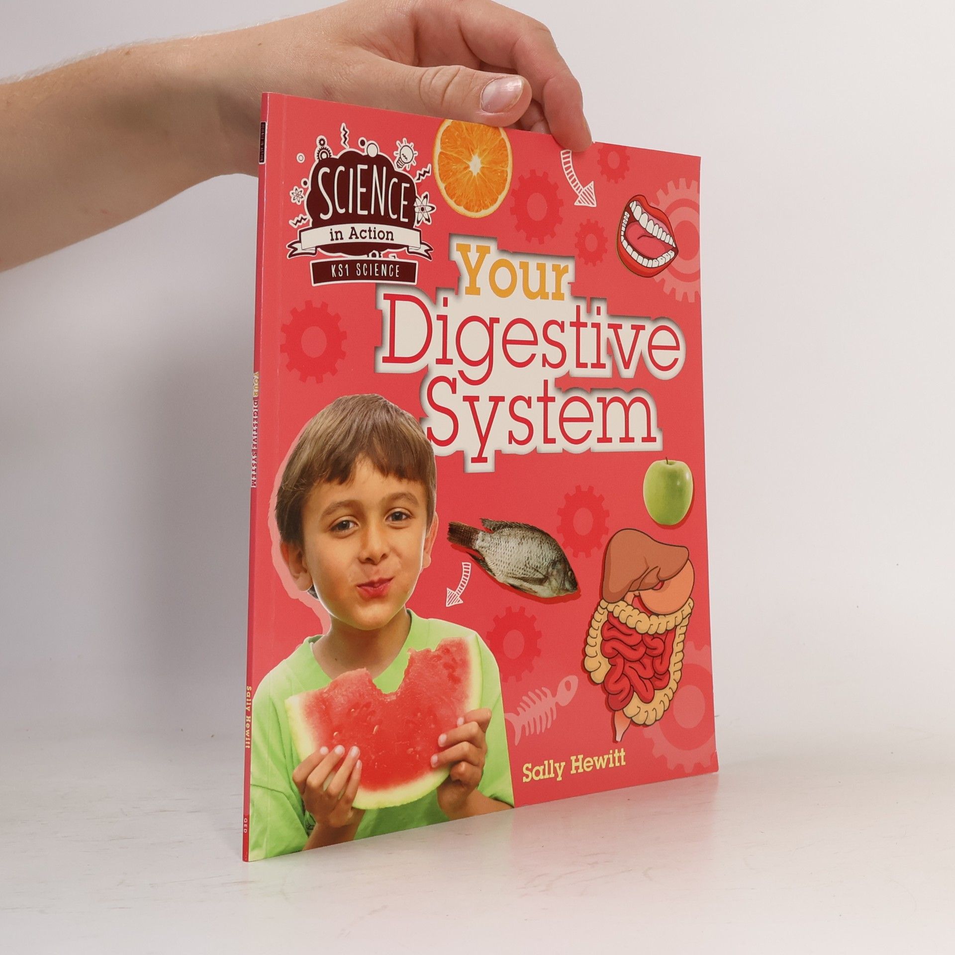Your Digestive System