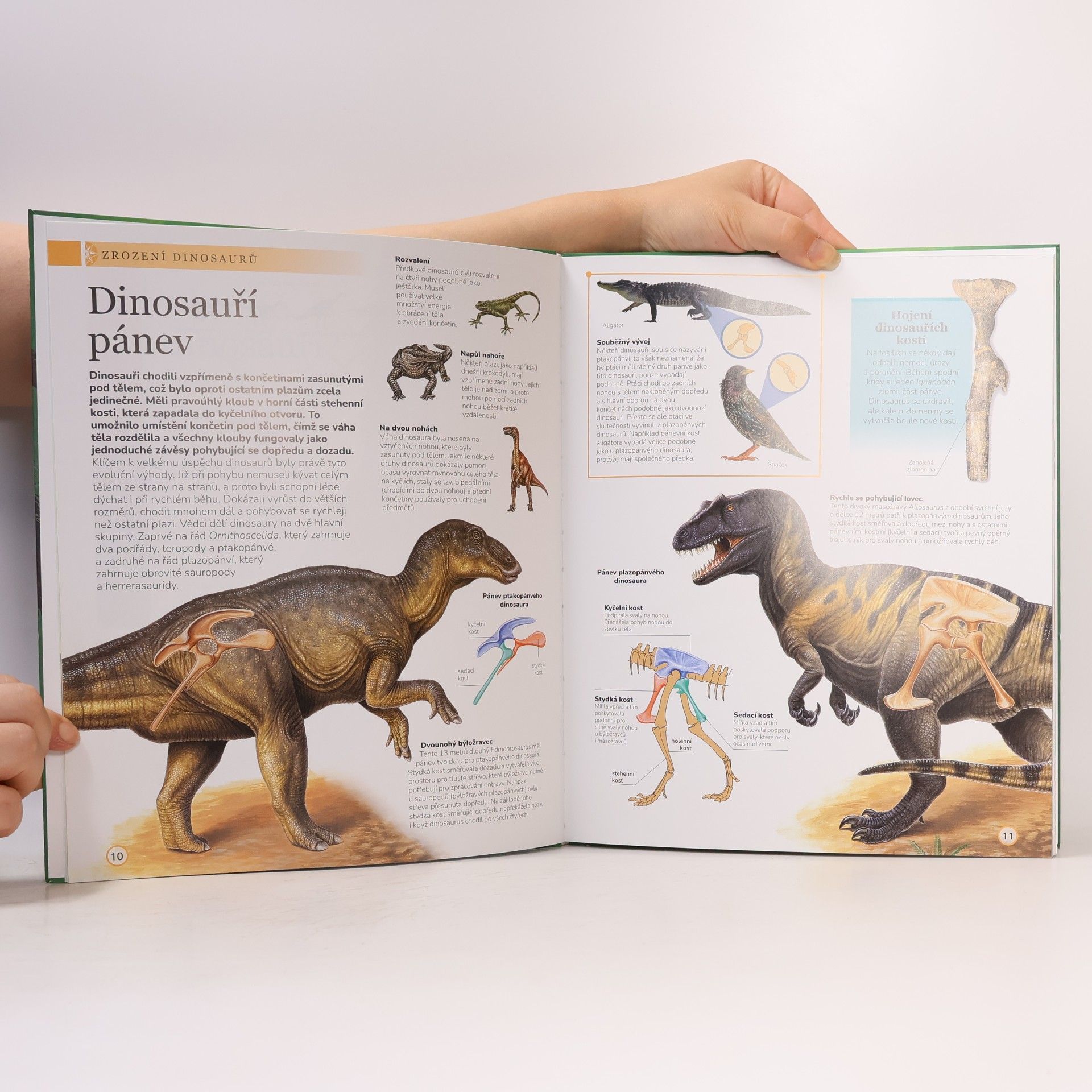 Teylor Smirl Dinosauři