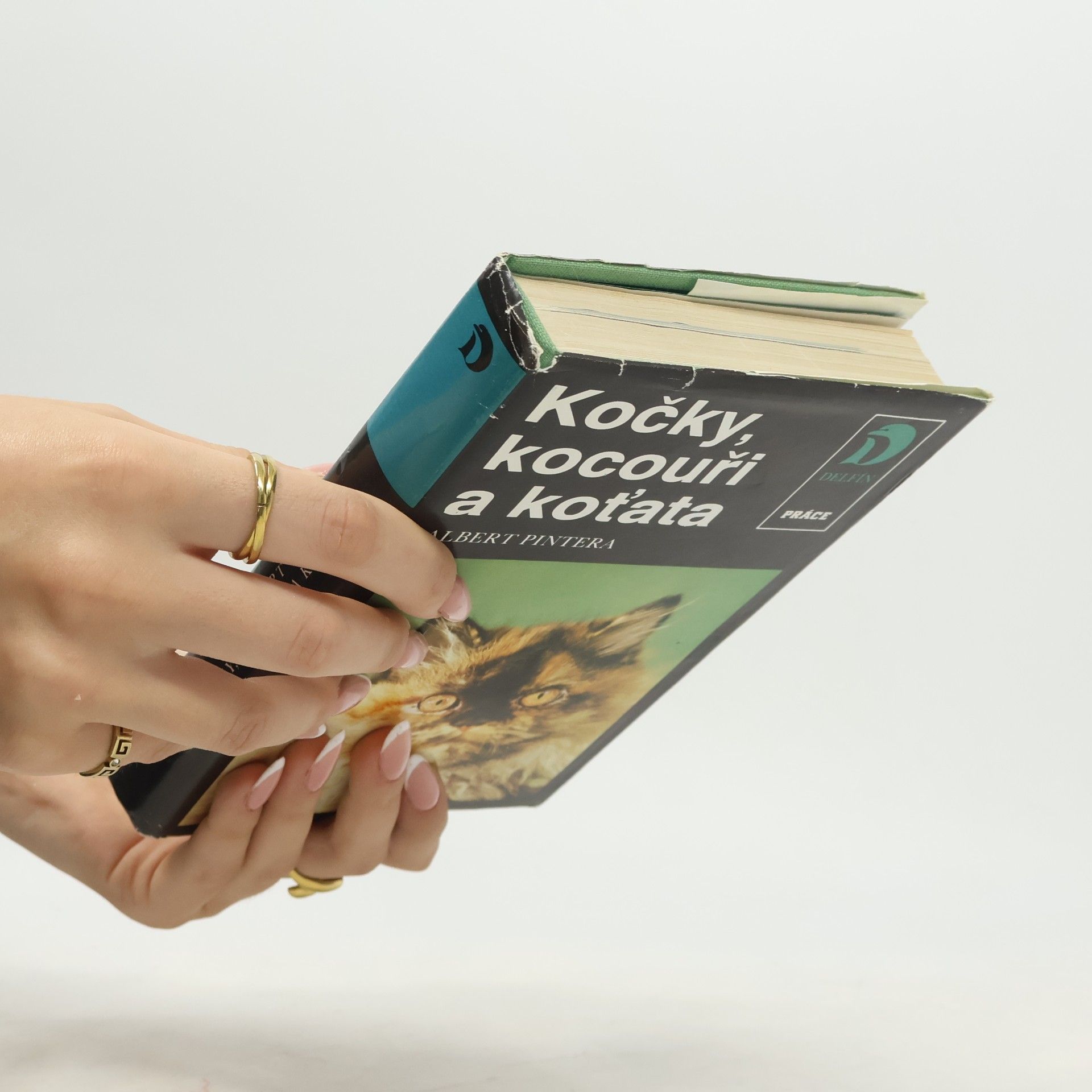 Albert Pintera Kočky, kocouři a koťata