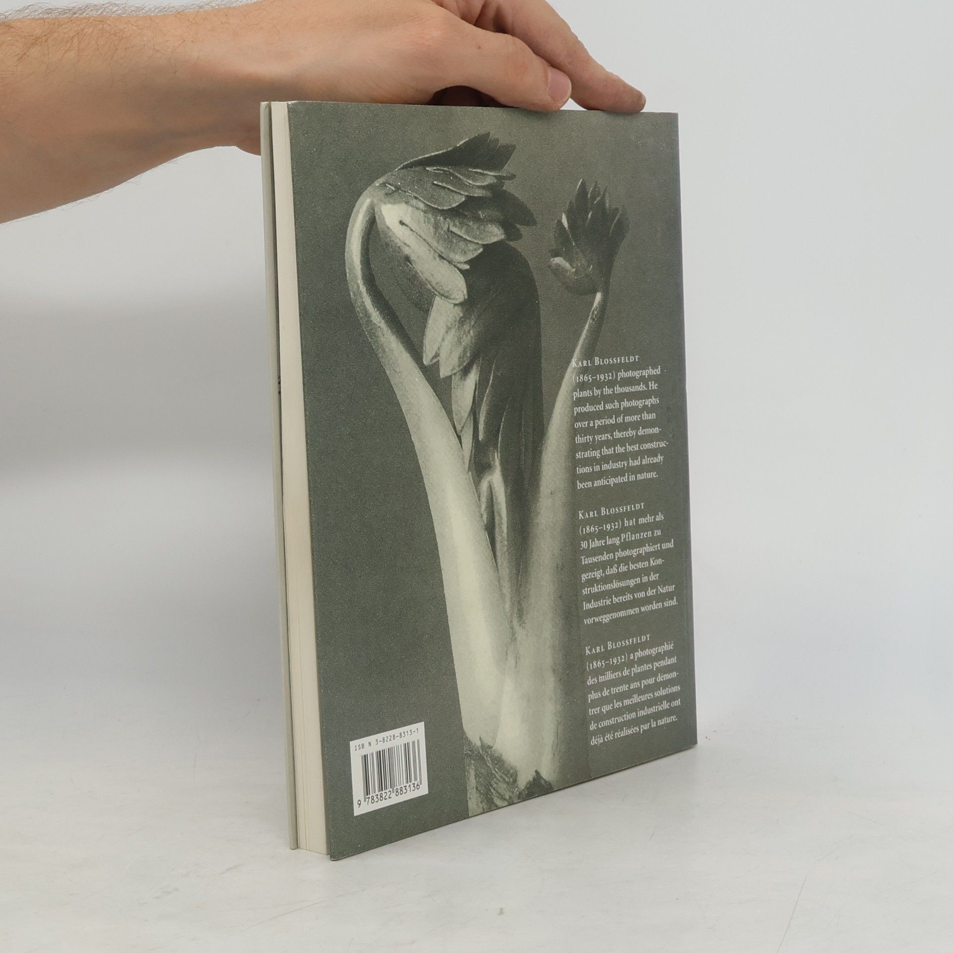 Karl Blossfeldt Photographs 1865 - 1932