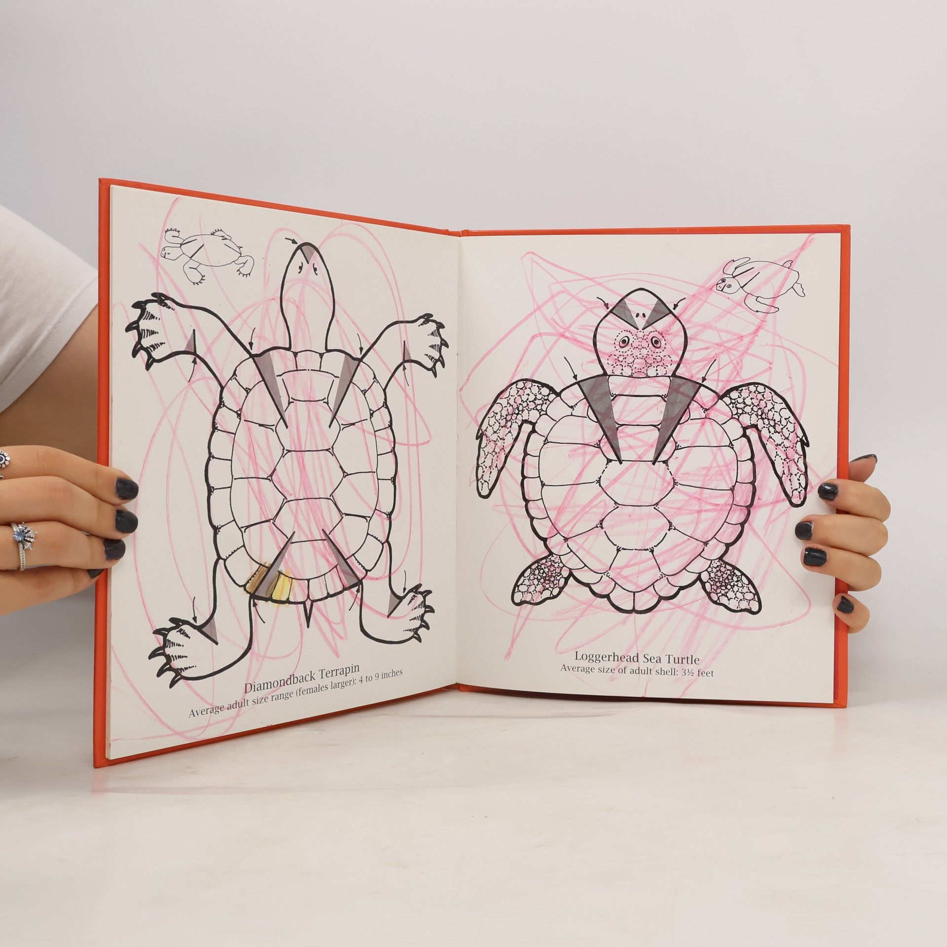 Jennifer Keats Curtis Turtles In My Sandbox