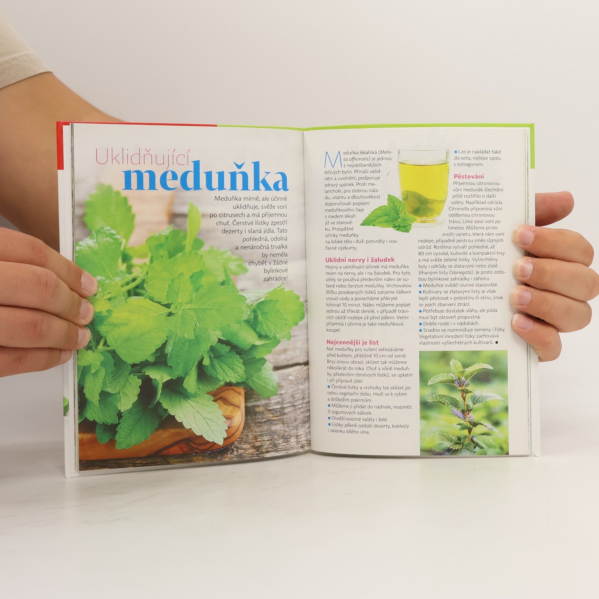 Various authors Edice Receptář. Pěstujeme bylinky