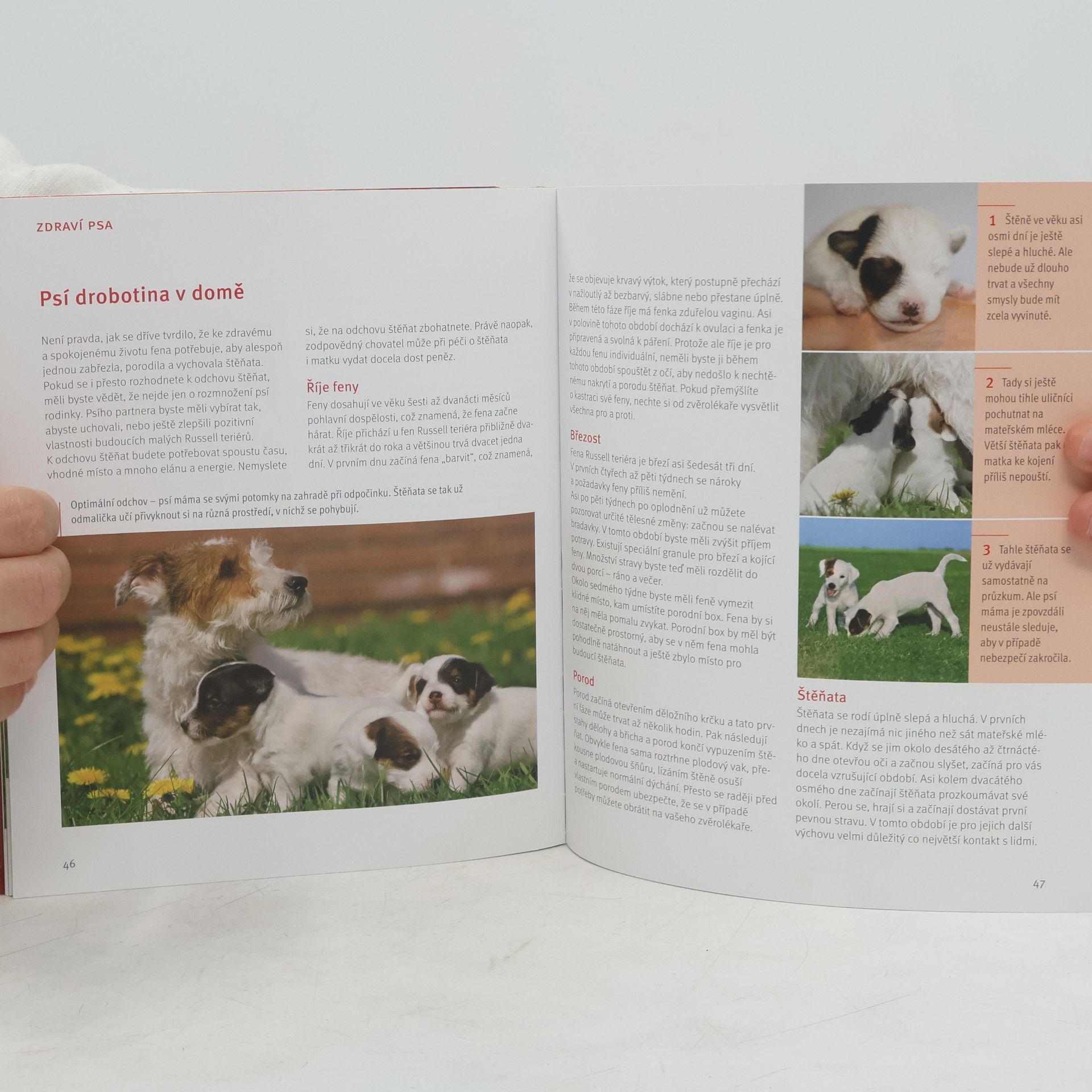 Karin Wegner Parson a Jack Russell teriér