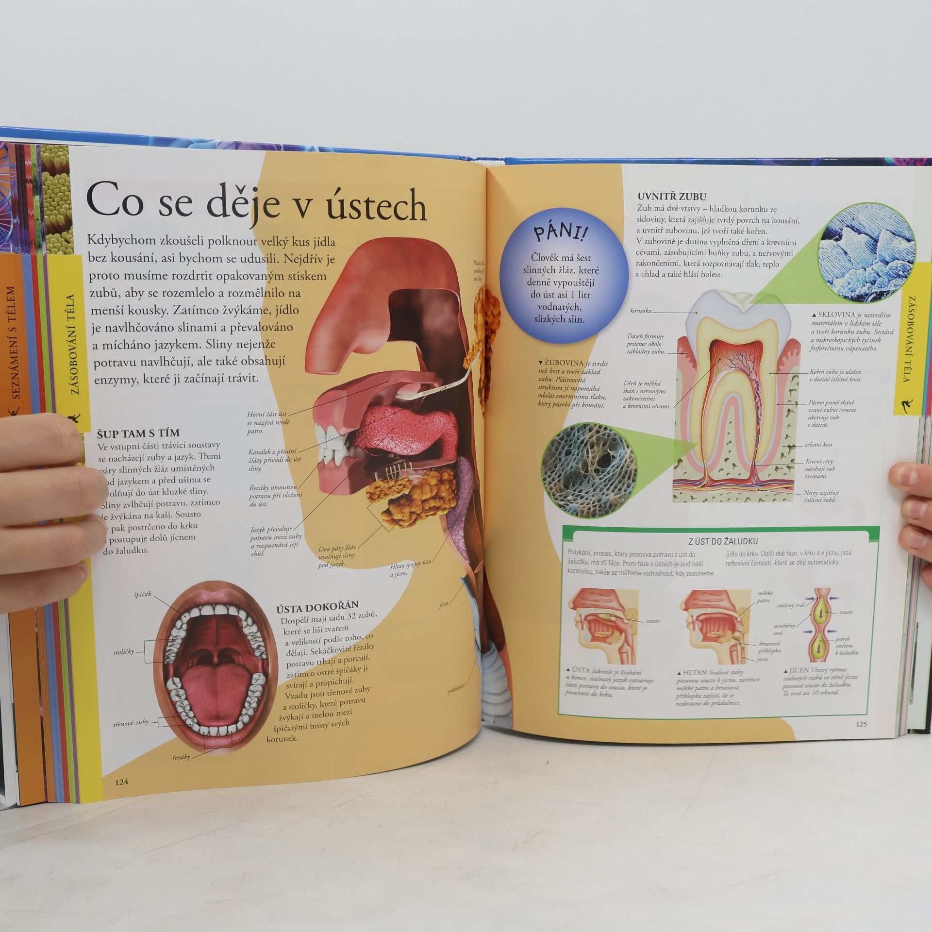Kolektiv autorů Lidské tělo. Dětská obrazová encyklopedie