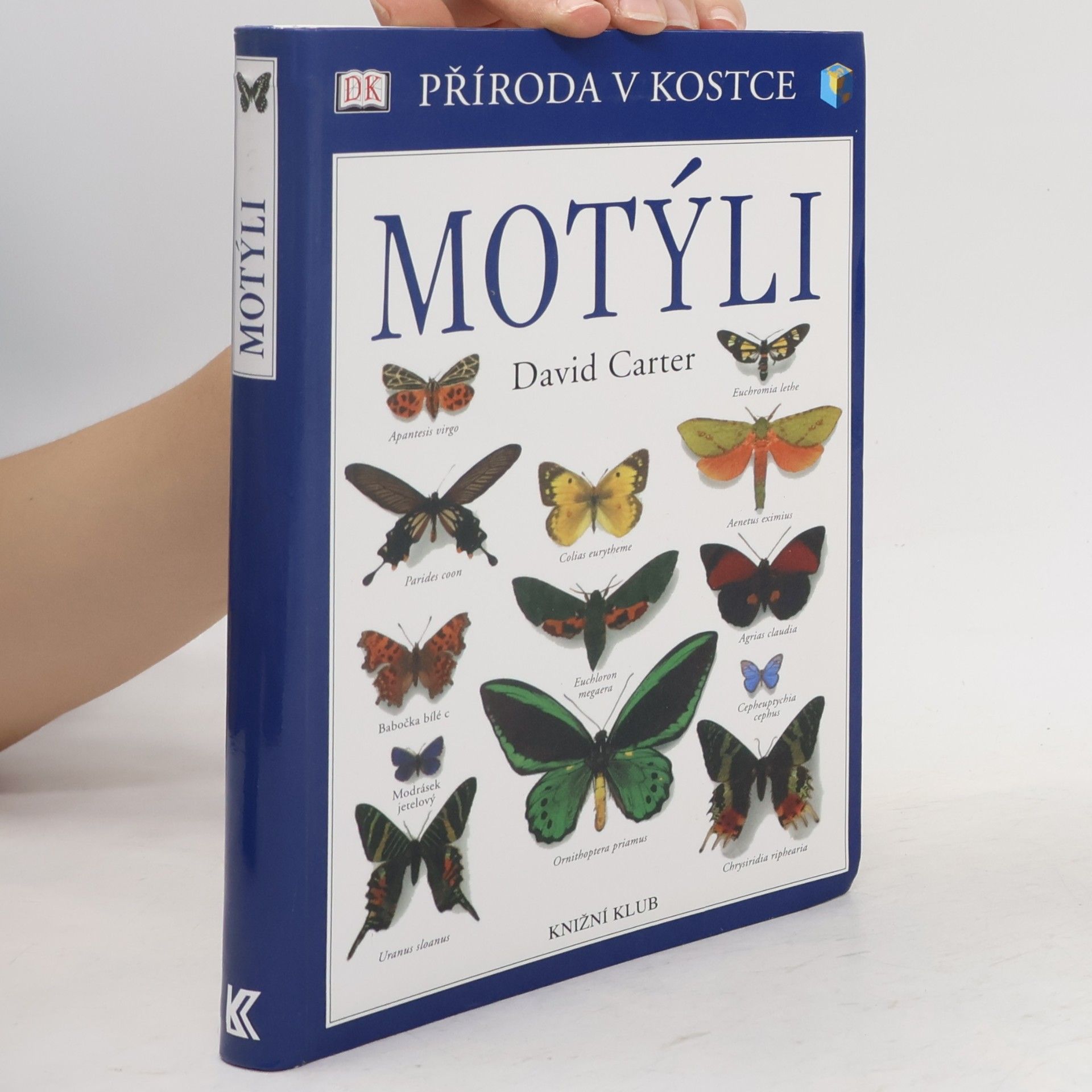 Motýli