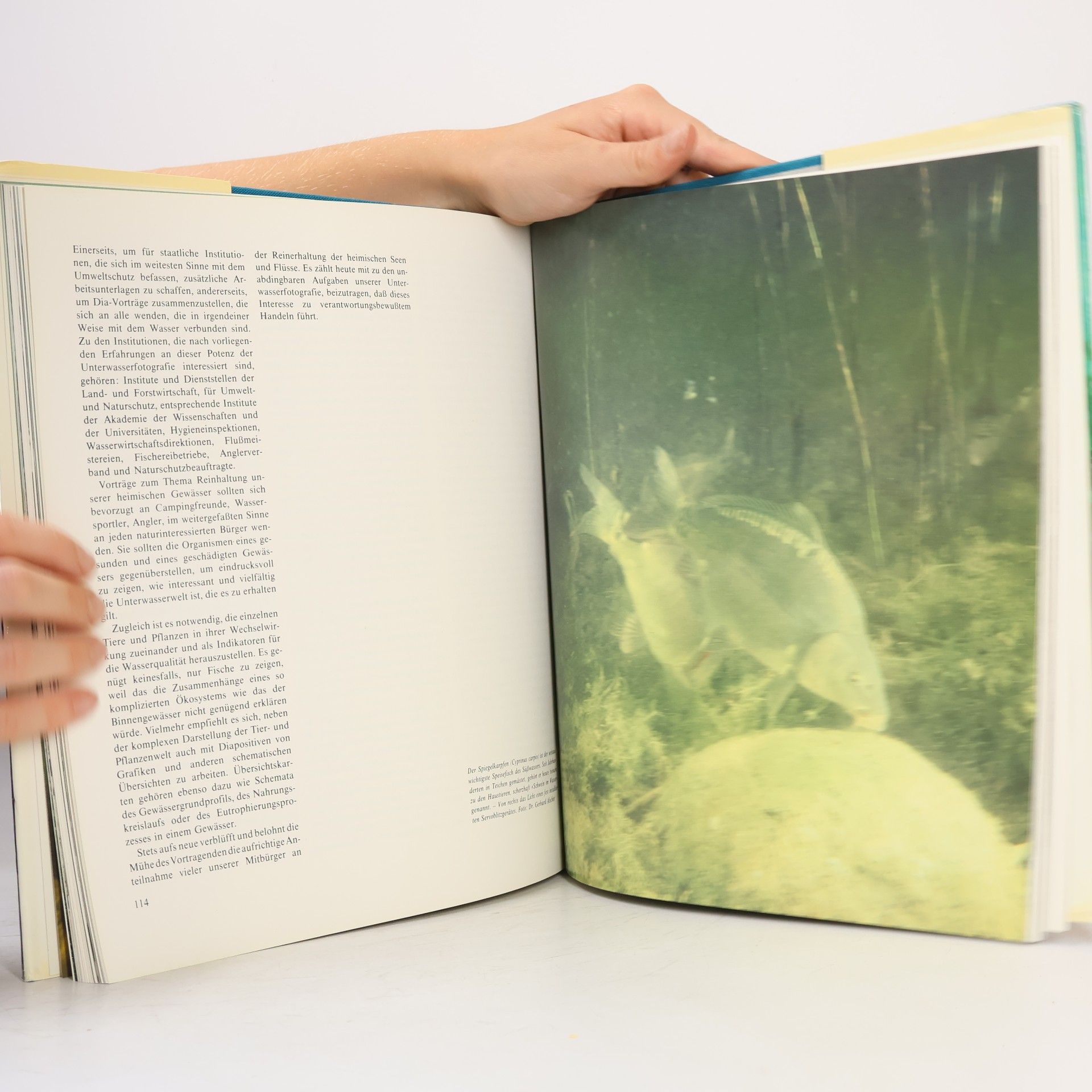 Martin Rauschert Unterwasserfotografie
