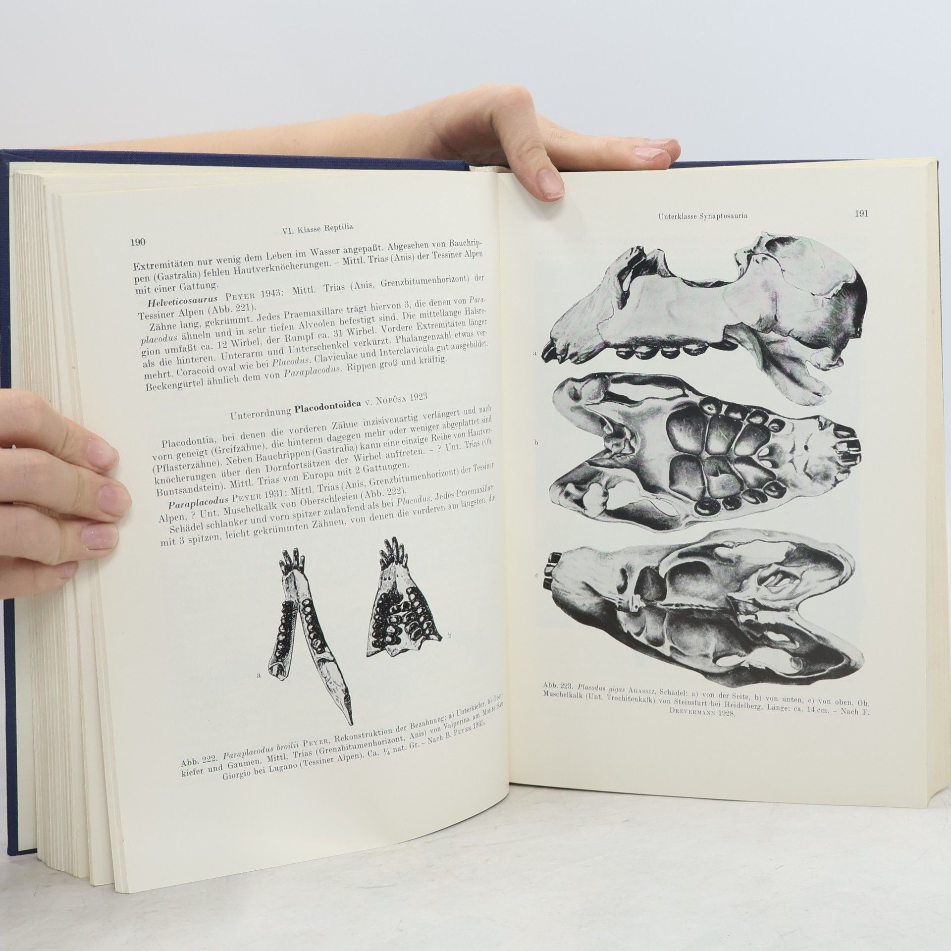 Arno Hermann Müller Lehrbuch der Paläozoologie III/2