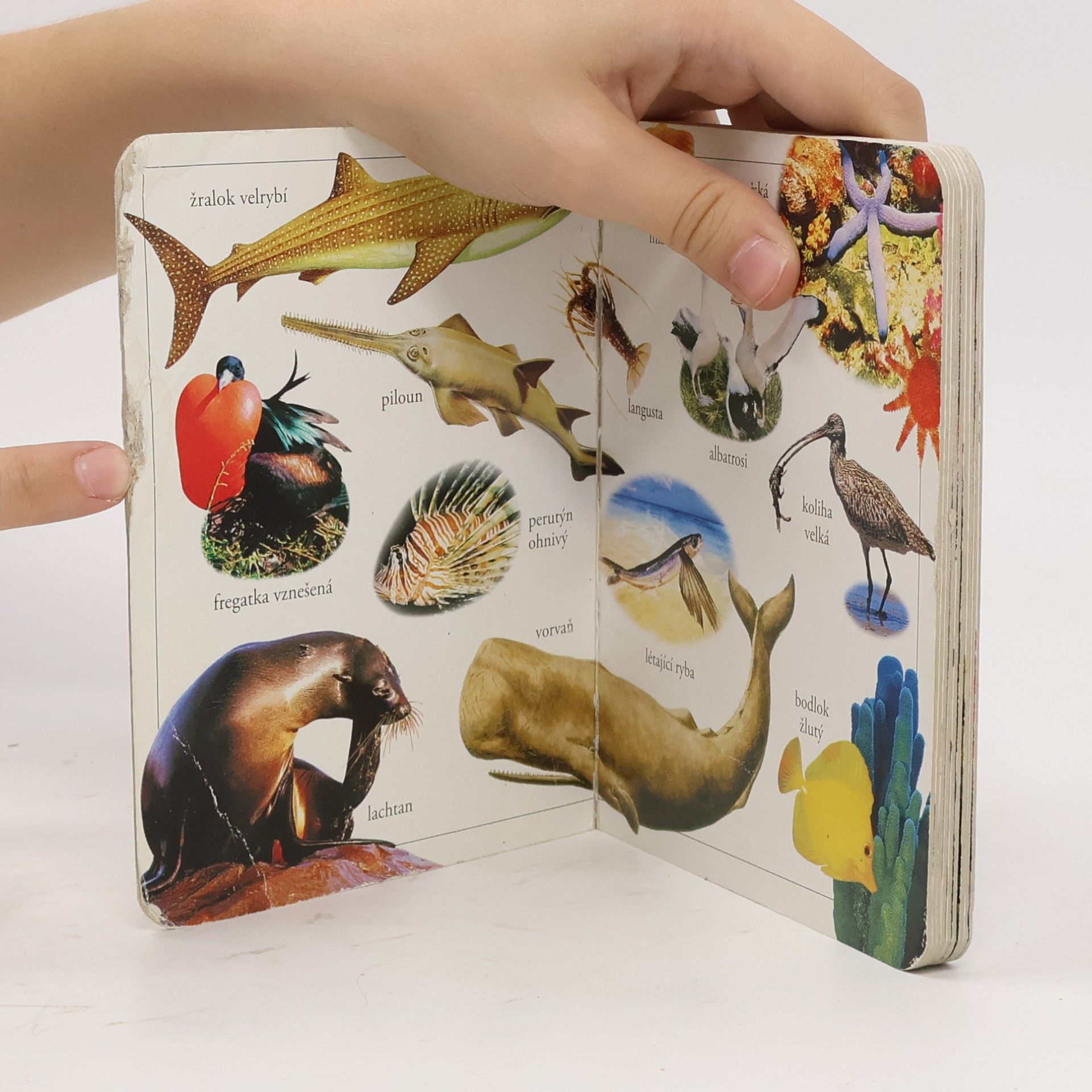Various authors Svět moří a oceánů