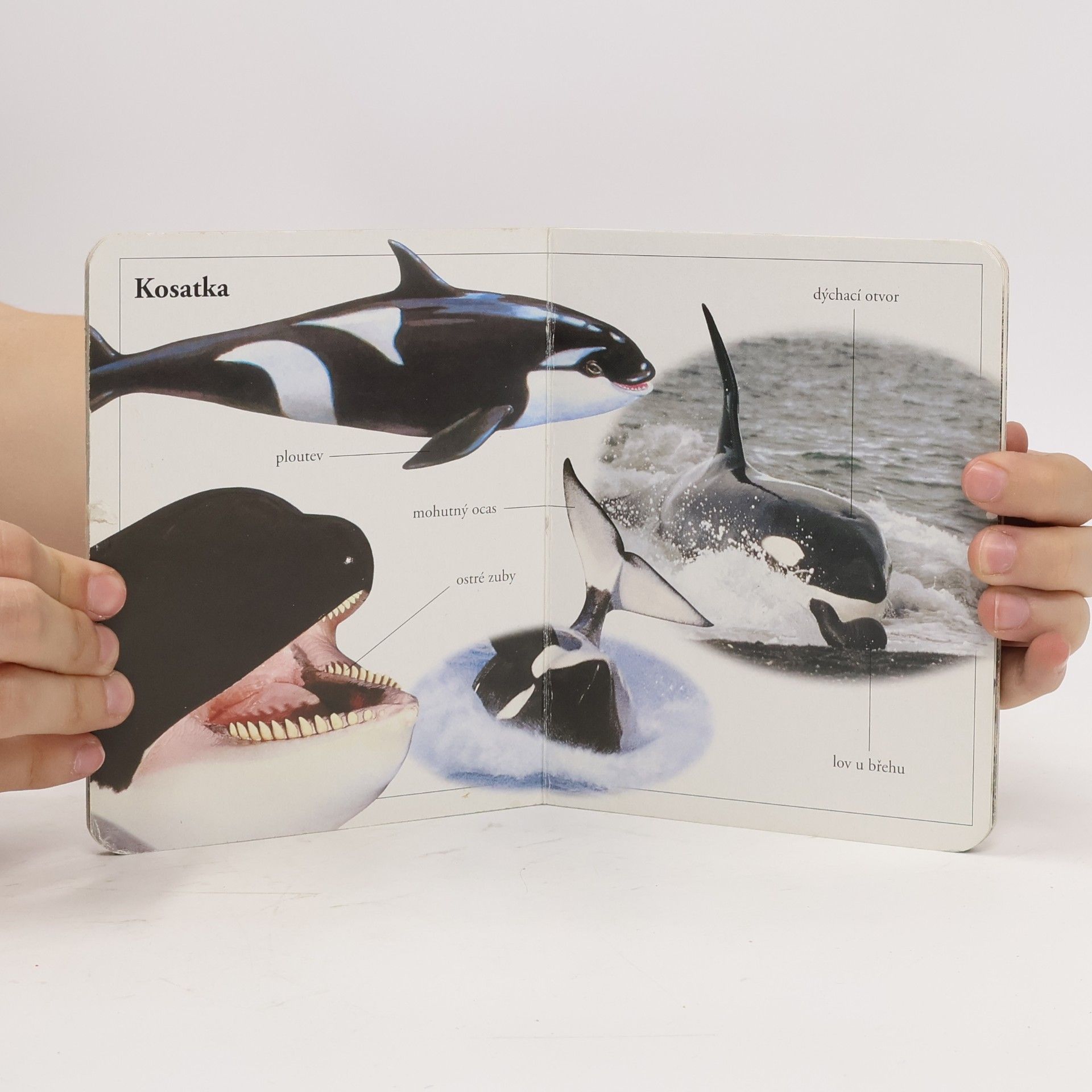 Various authors Svět moří a oceánů