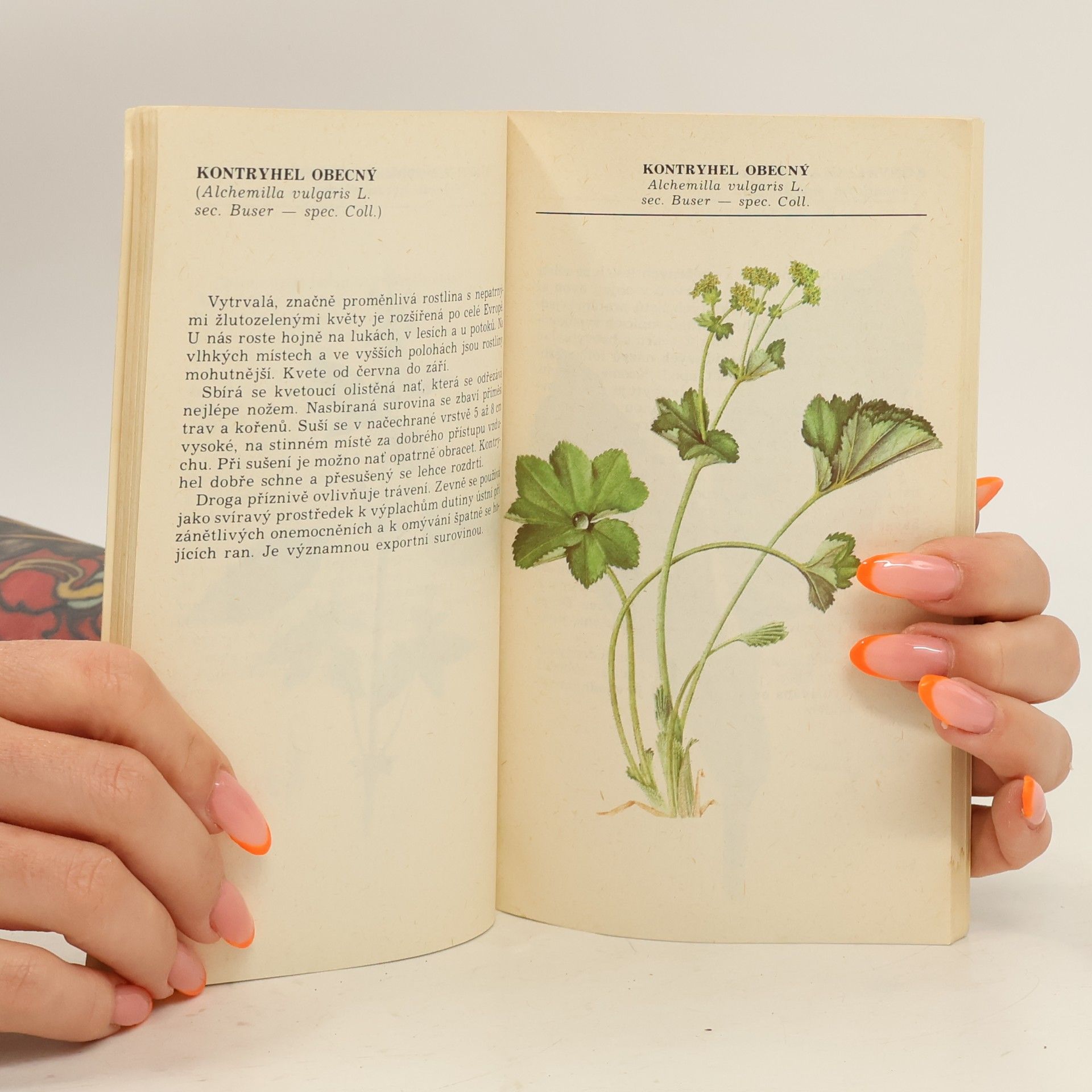 Ludmila Černá Kapesní herbář léčivých rostlin