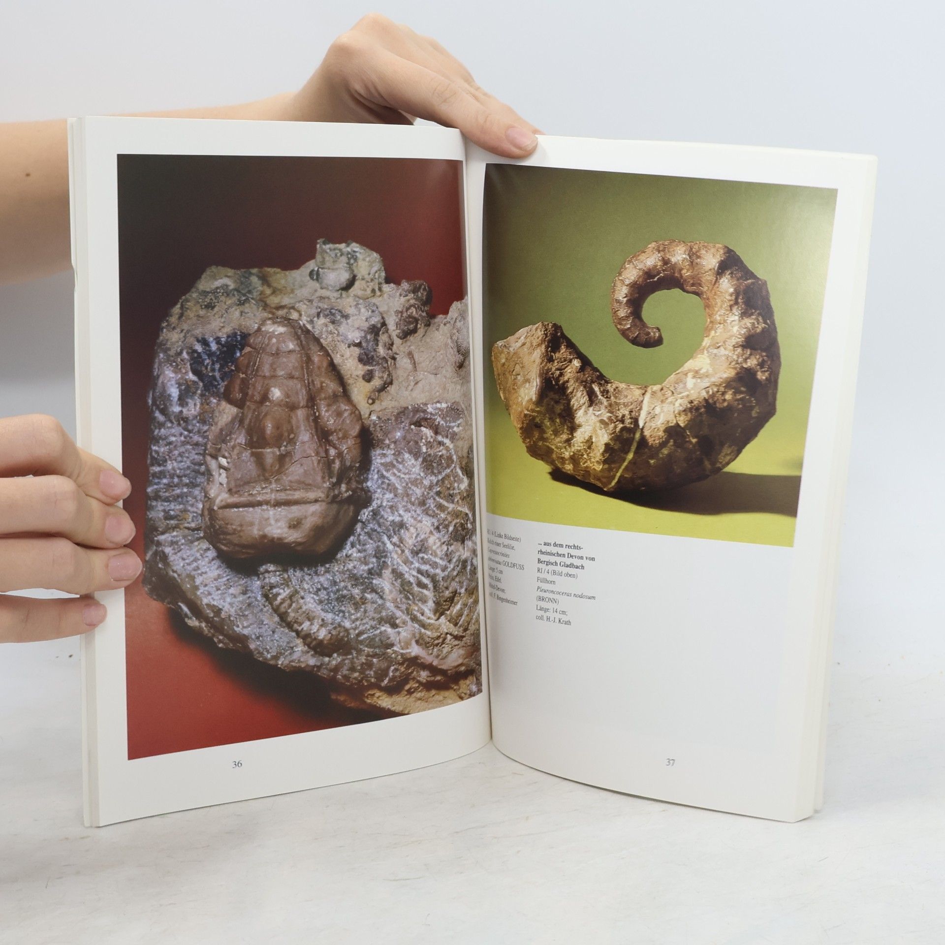 Heinz Malz Fossile Kostbarkeiten