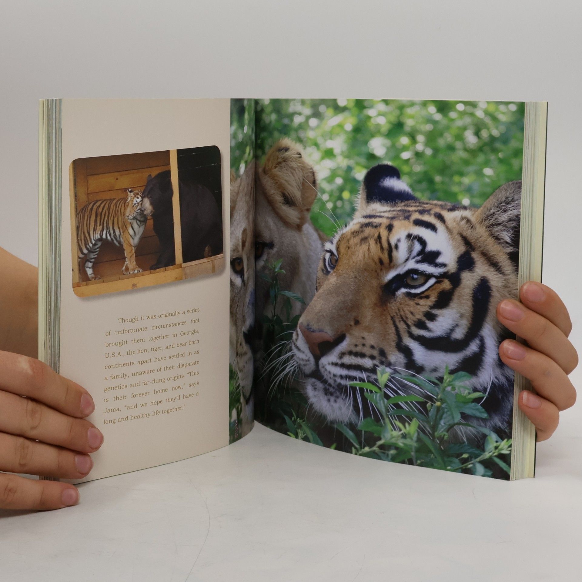 Jennifer Holland Unlikely Friendships: 47 Remarkable Stories from the Animal Kingdom