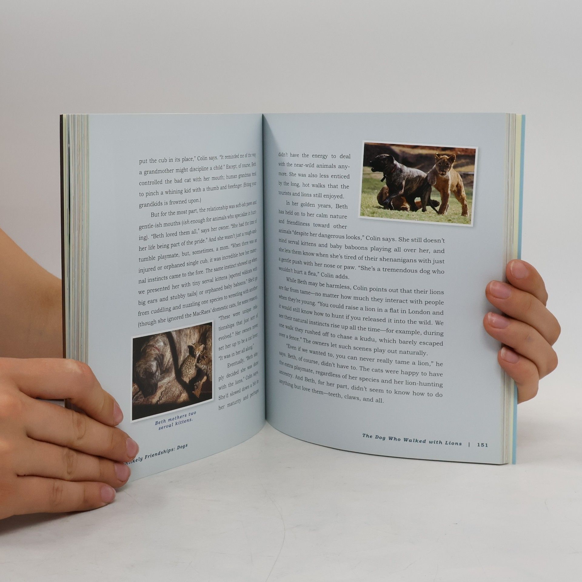Jennifer Holland Unlikely Friendships, Dogs: 37 Stories of Canine Companionship and Courage