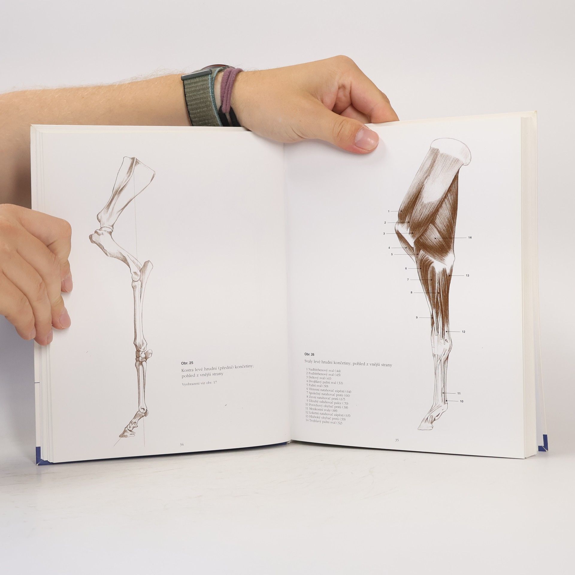 György Fehér Anatomie pro výtvarníky - Zvířata