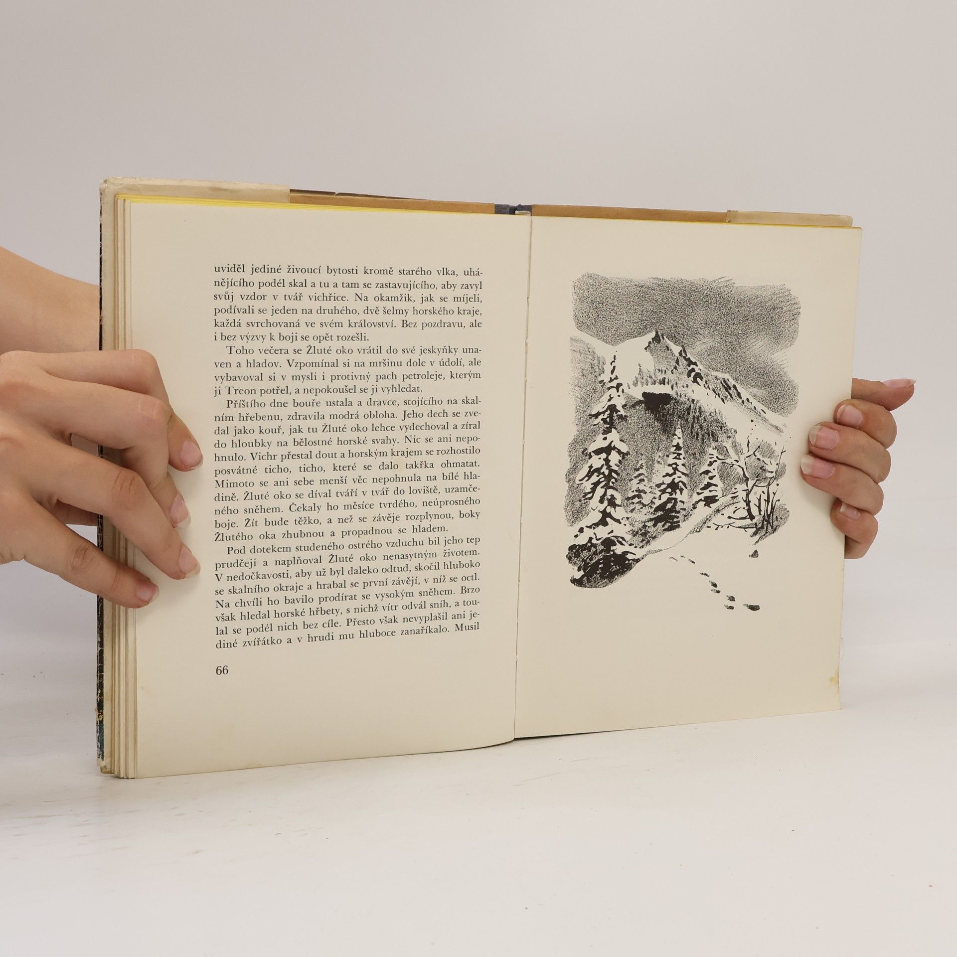 Rutherford George Montgomery Žluté oko. Příběh horského lva
