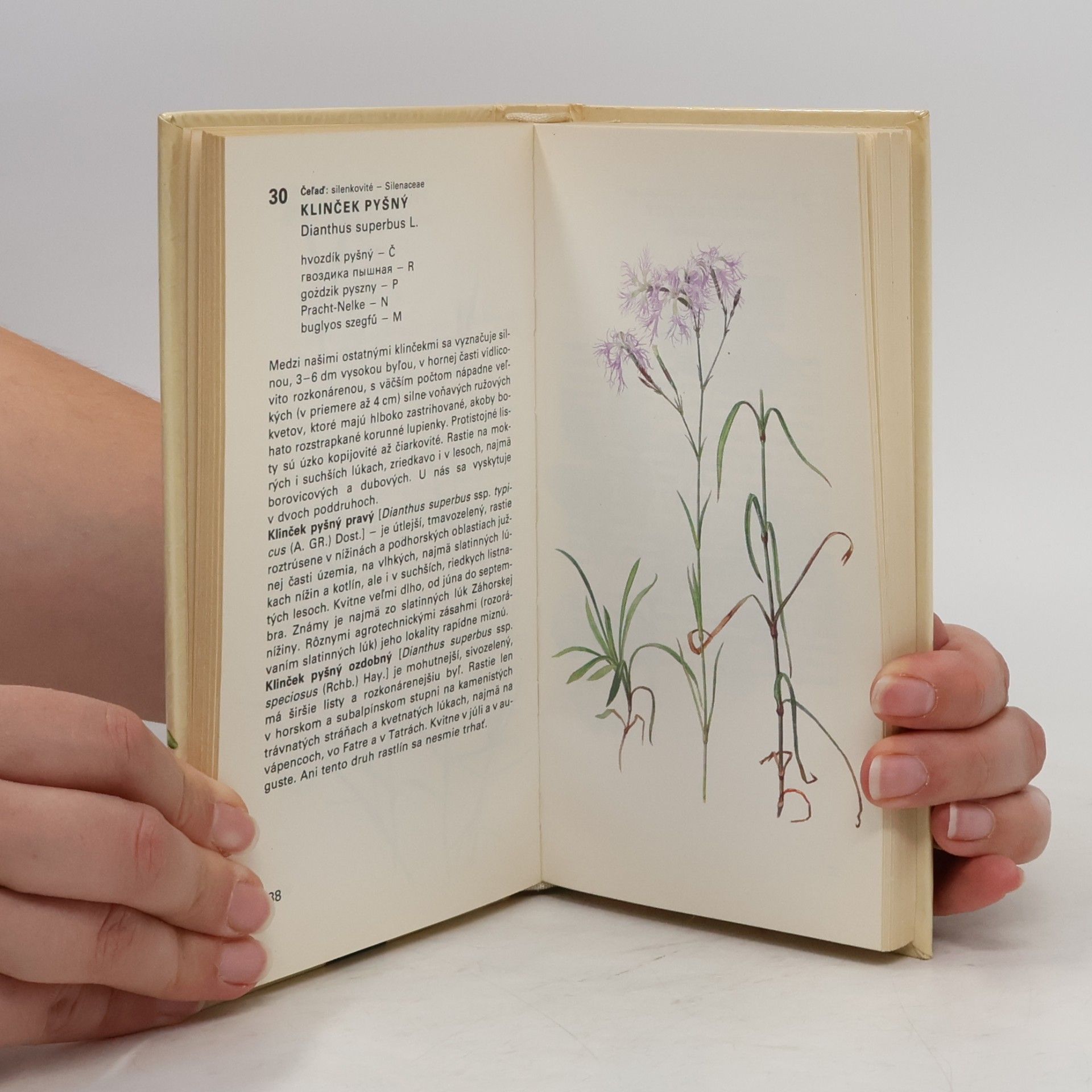 Dezider Magic Atlas chránených rastlín. Obrázková kvetena Slovenska